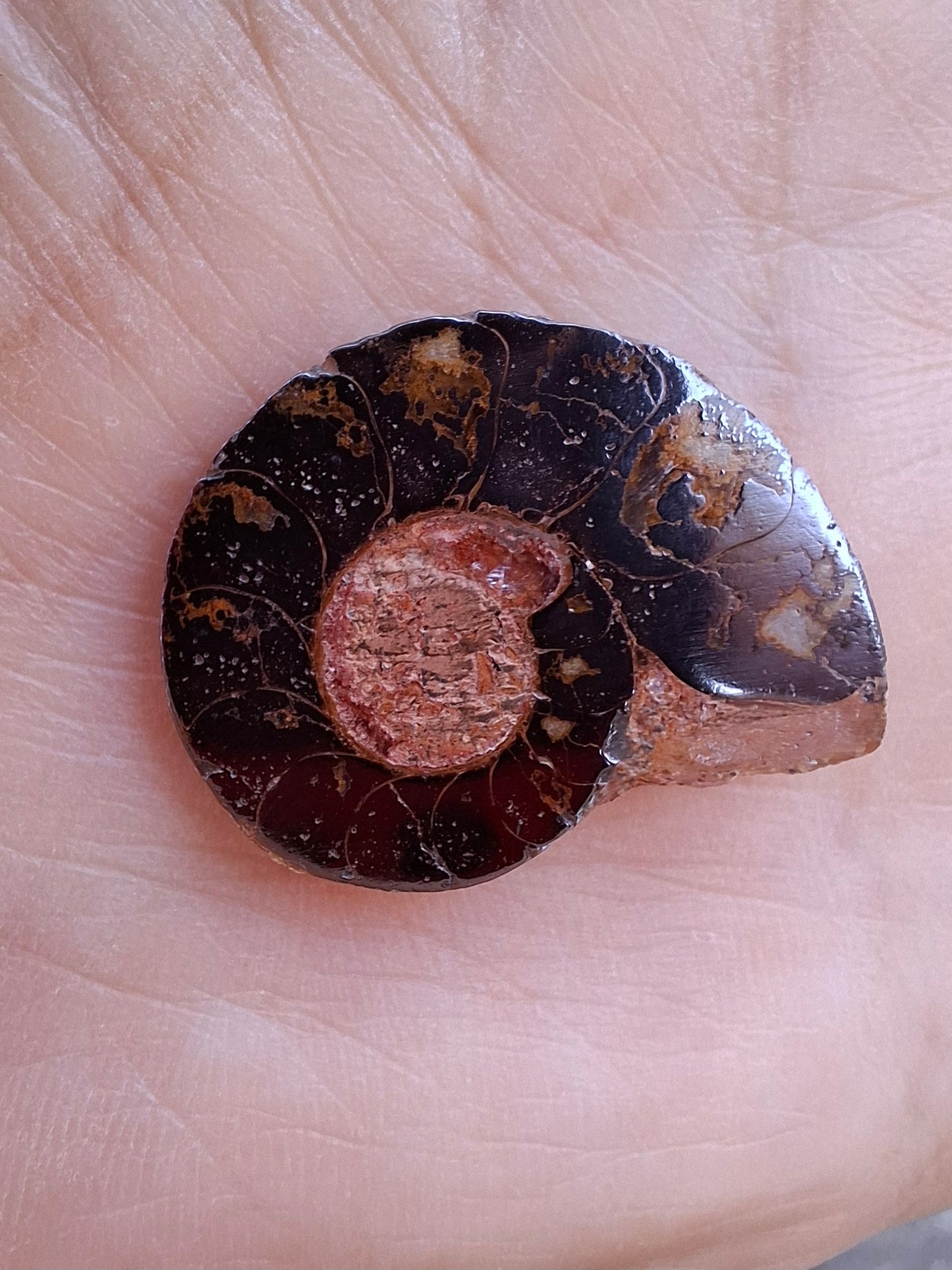 Small Haematite Ammonite HALF, (2.91g), Fossil (Ref: MA1)