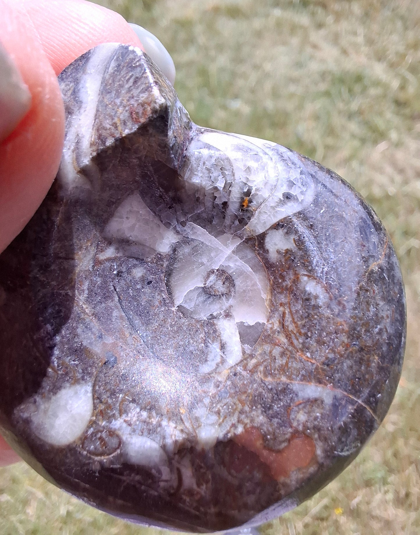 Goniatite, Fossil (Ref: GA1)