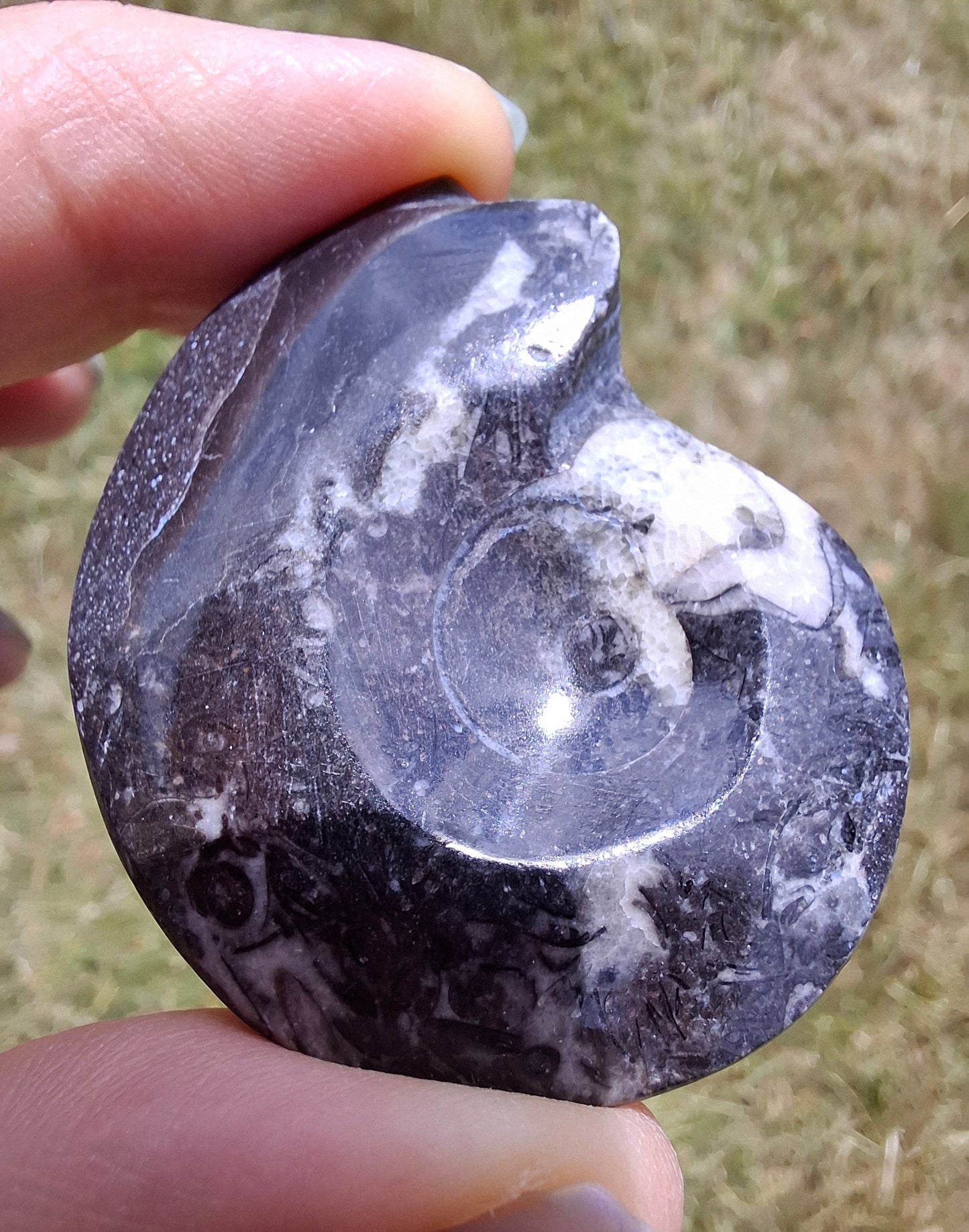 Goniatite, Fossil (Ref: GA5)