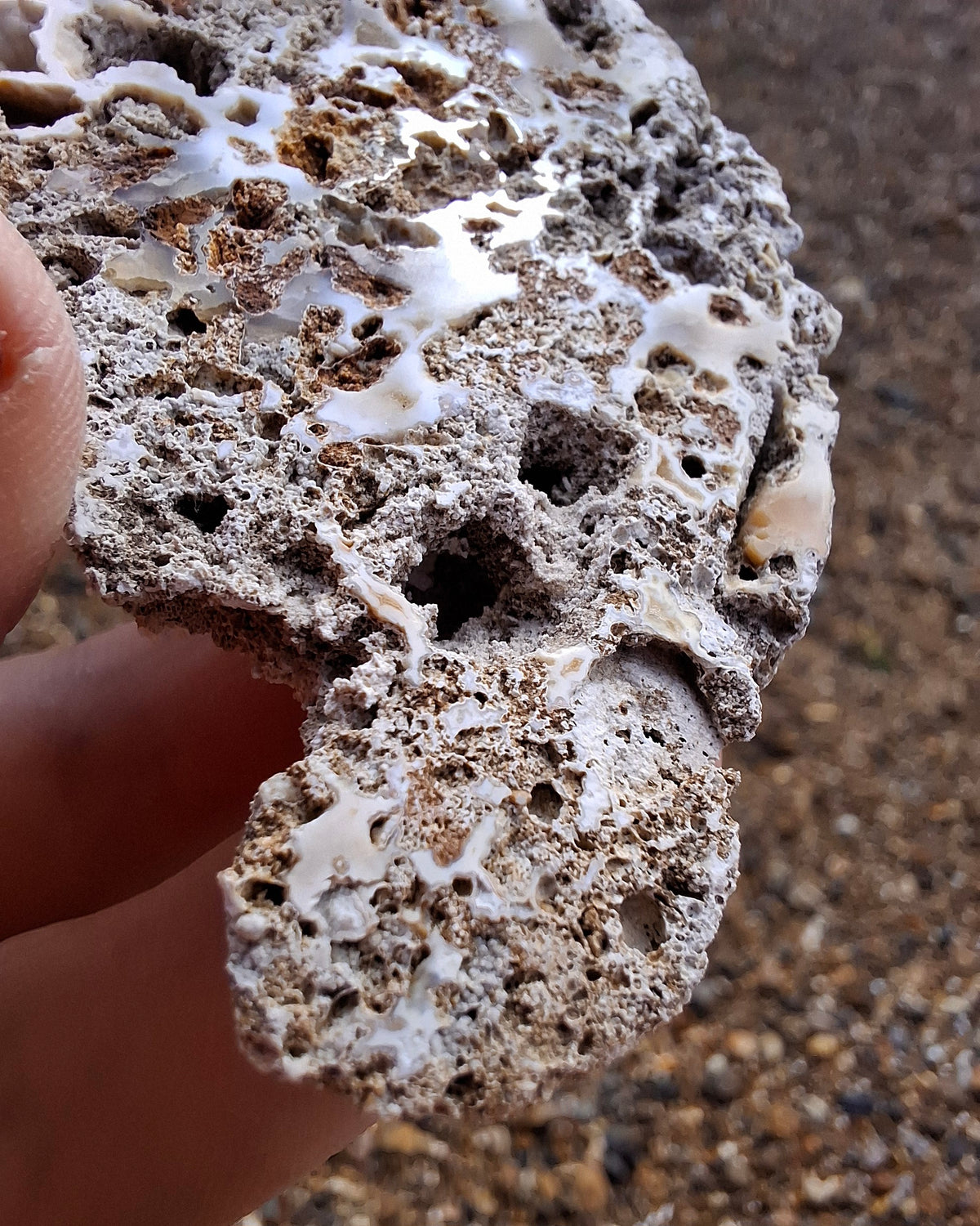 Fossilised Coral replaced by Chalcedony/Agate, Fossil (Ref: FCA2)