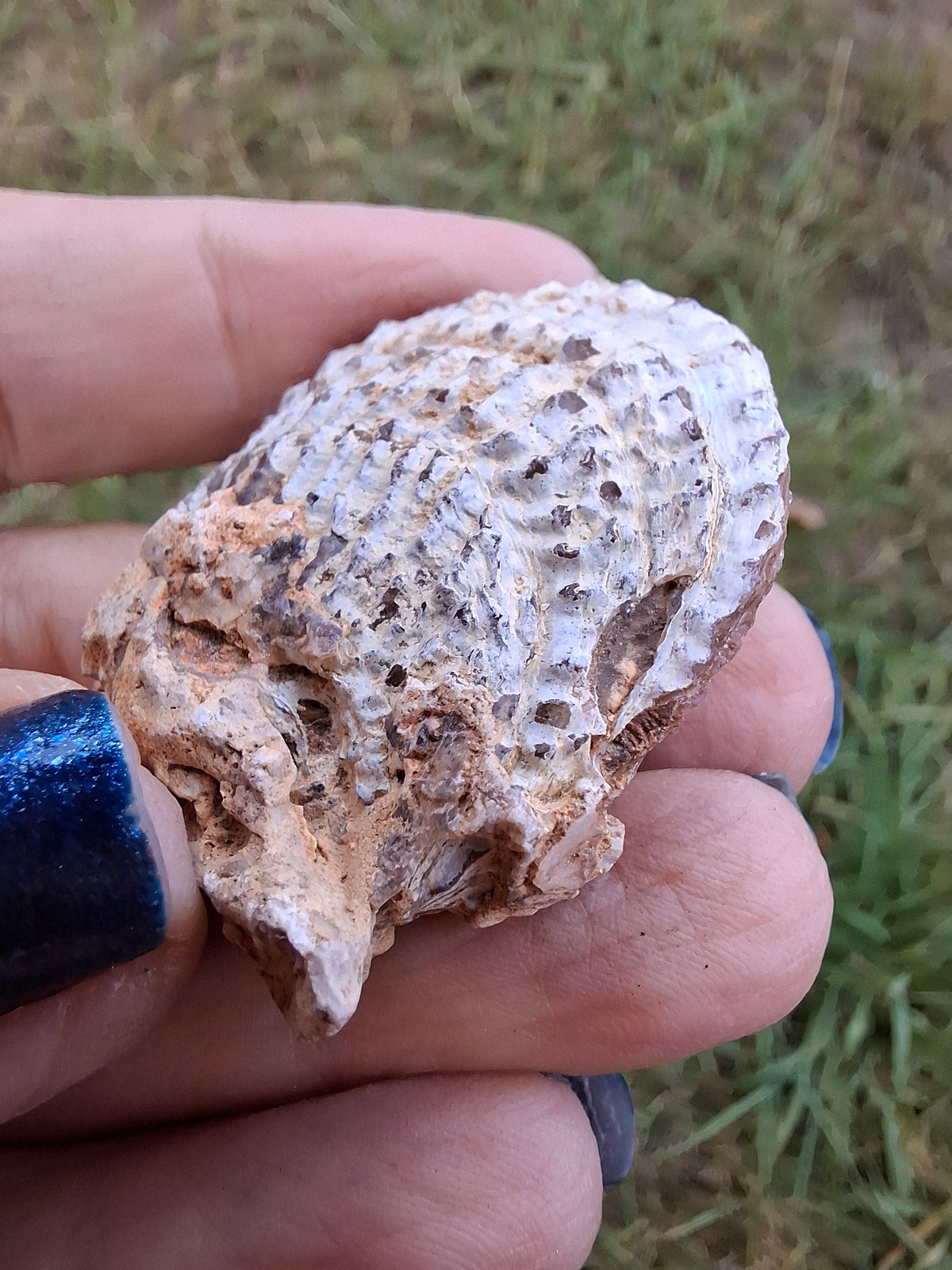 Chalcedony Oyster, Fossil (Ref: FO1)