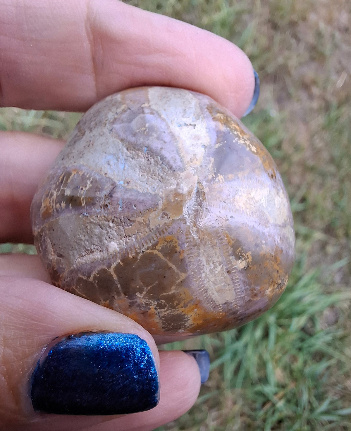 Polished Sea Urchin, Fossil (Ref: SU5)