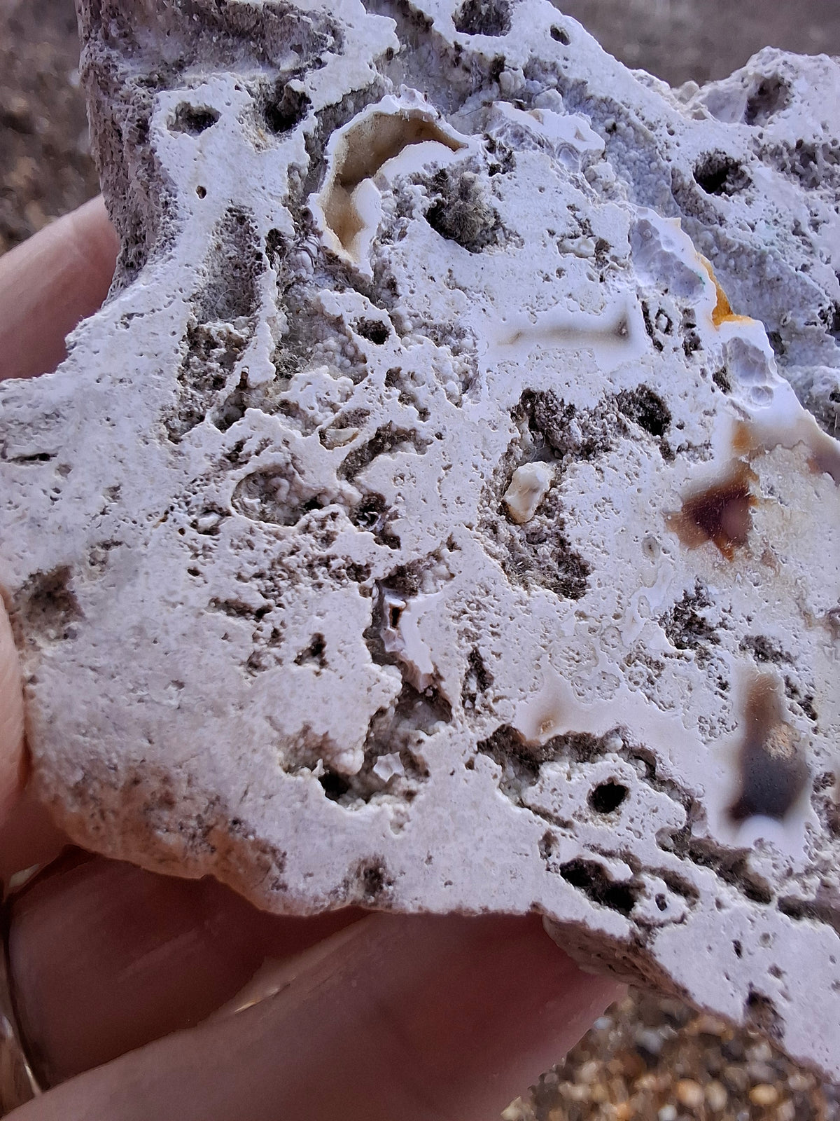 Fossilised Coral replaced by Chalcedony/Agate, Fossil (Ref: FCA1)