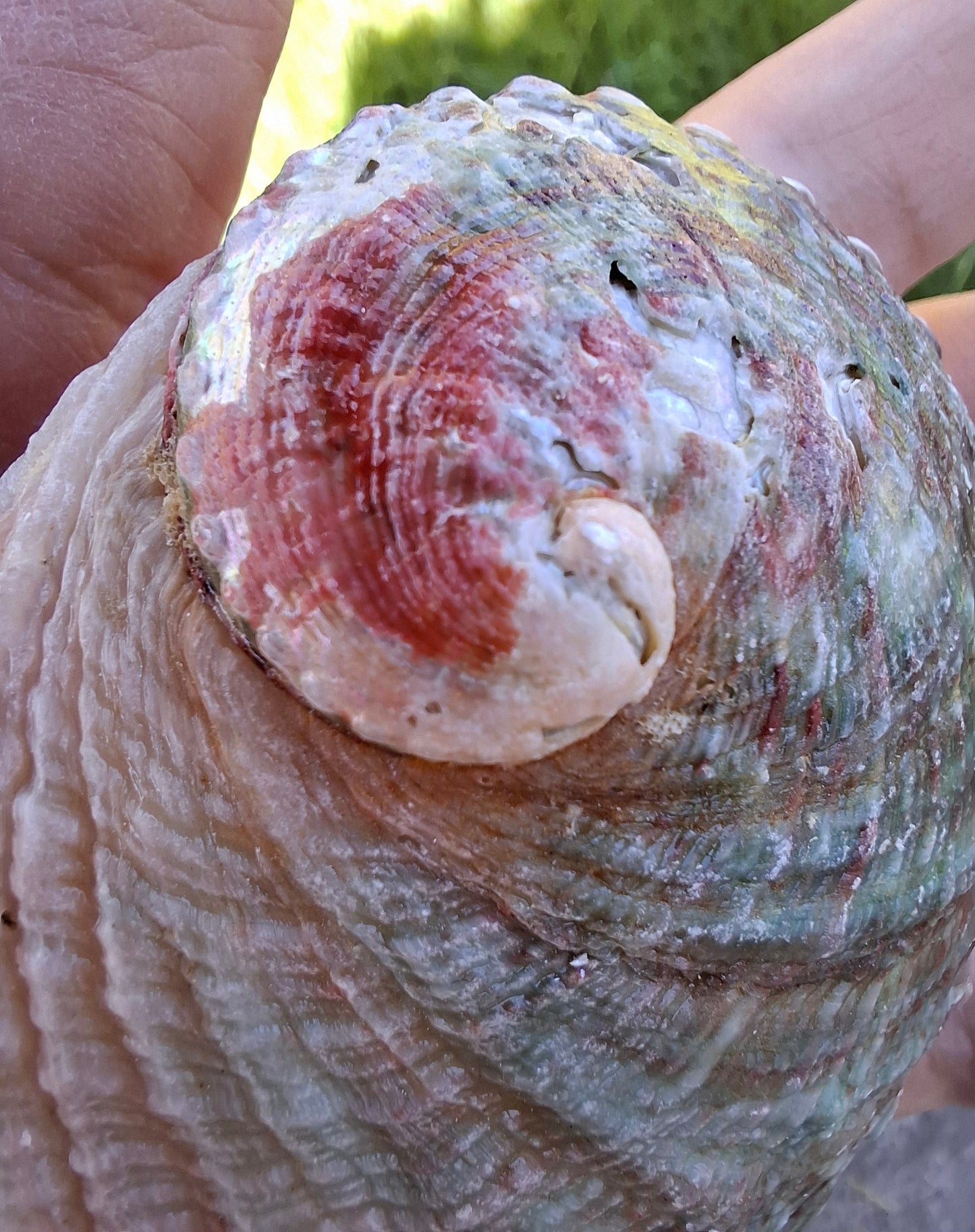 Abalone Shell, (Ref: SH2)