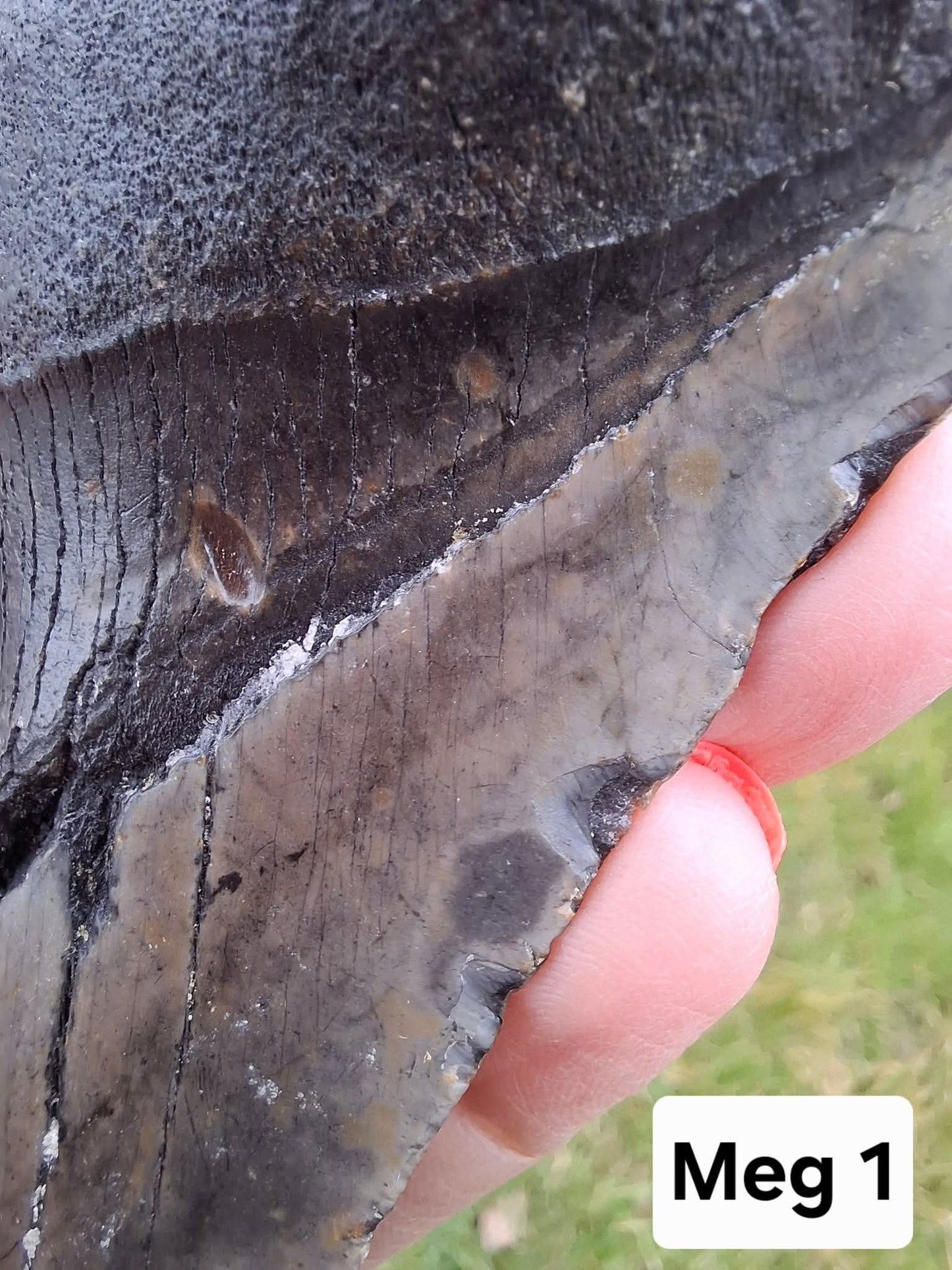 Megalodon (partial) Shark Tooth, 109.68g, Fossil (Ref: Meg1)