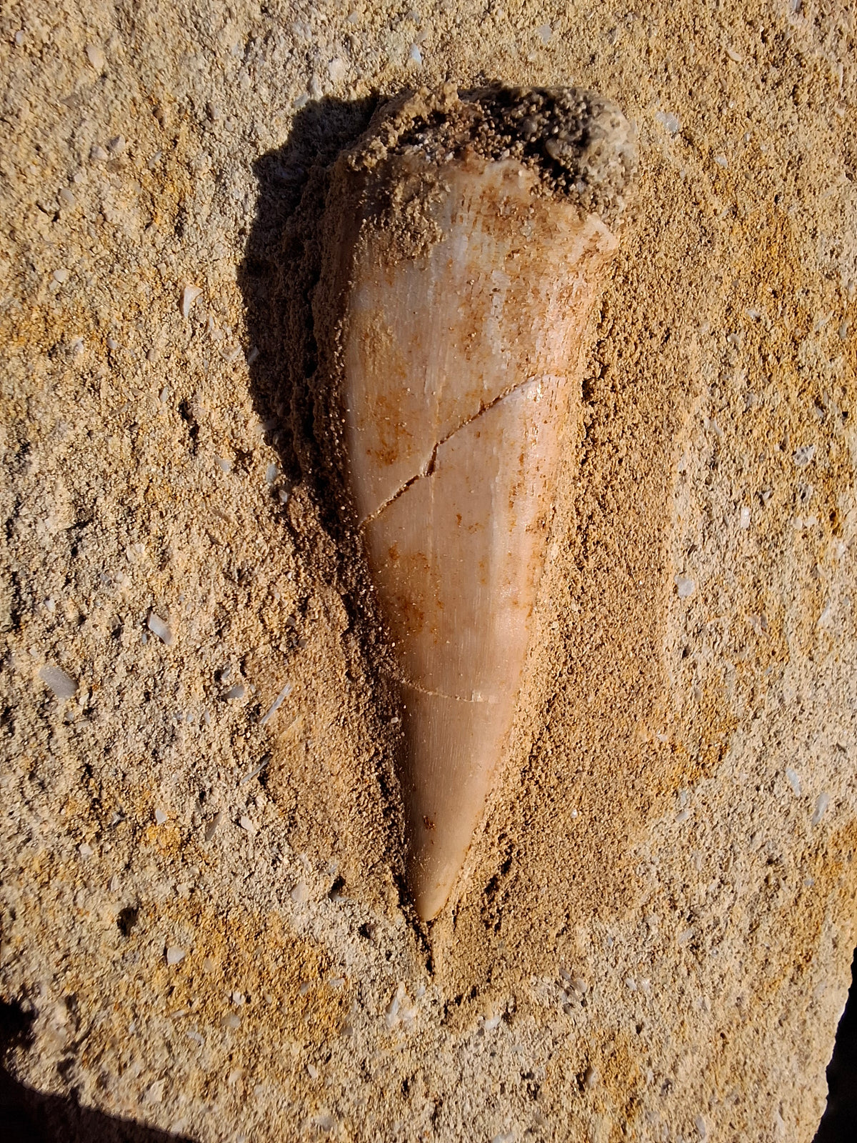 Enchodus Sabre Tooth, Fossil (Ref: ES3)