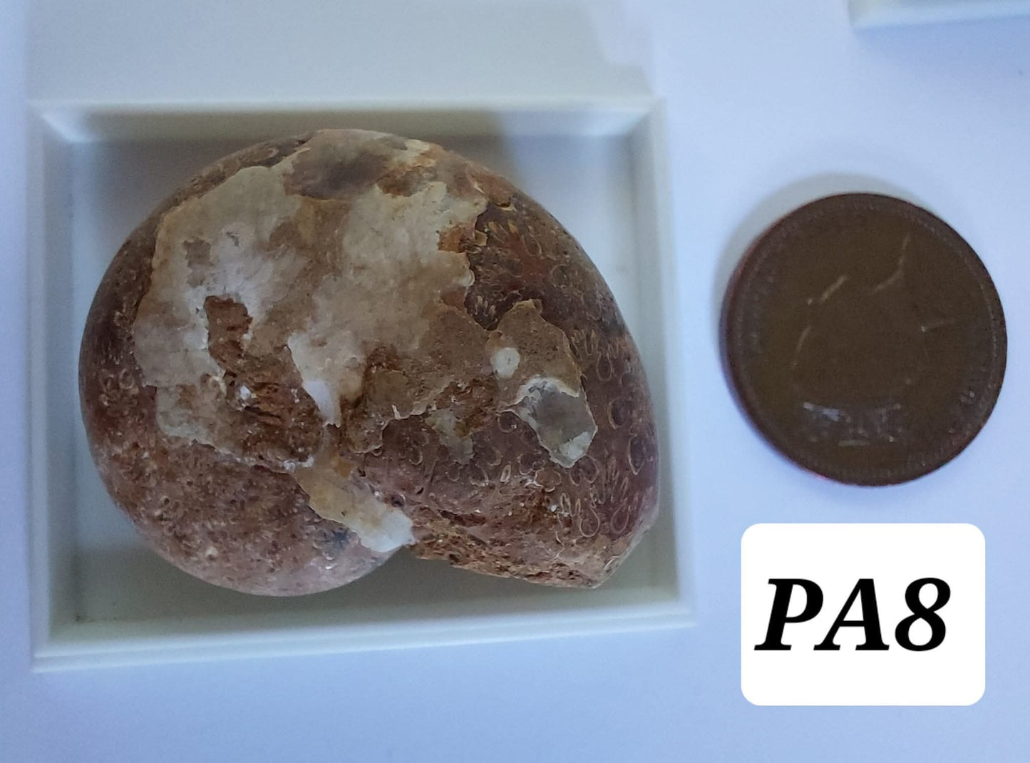 Phylloceras Ammonite, Fossil (Ref: PA8)
