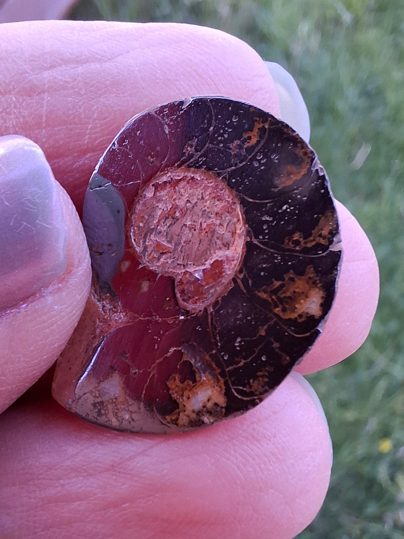Small Haematite Ammonite HALF, (2.91g), Fossil (Ref: MA1)