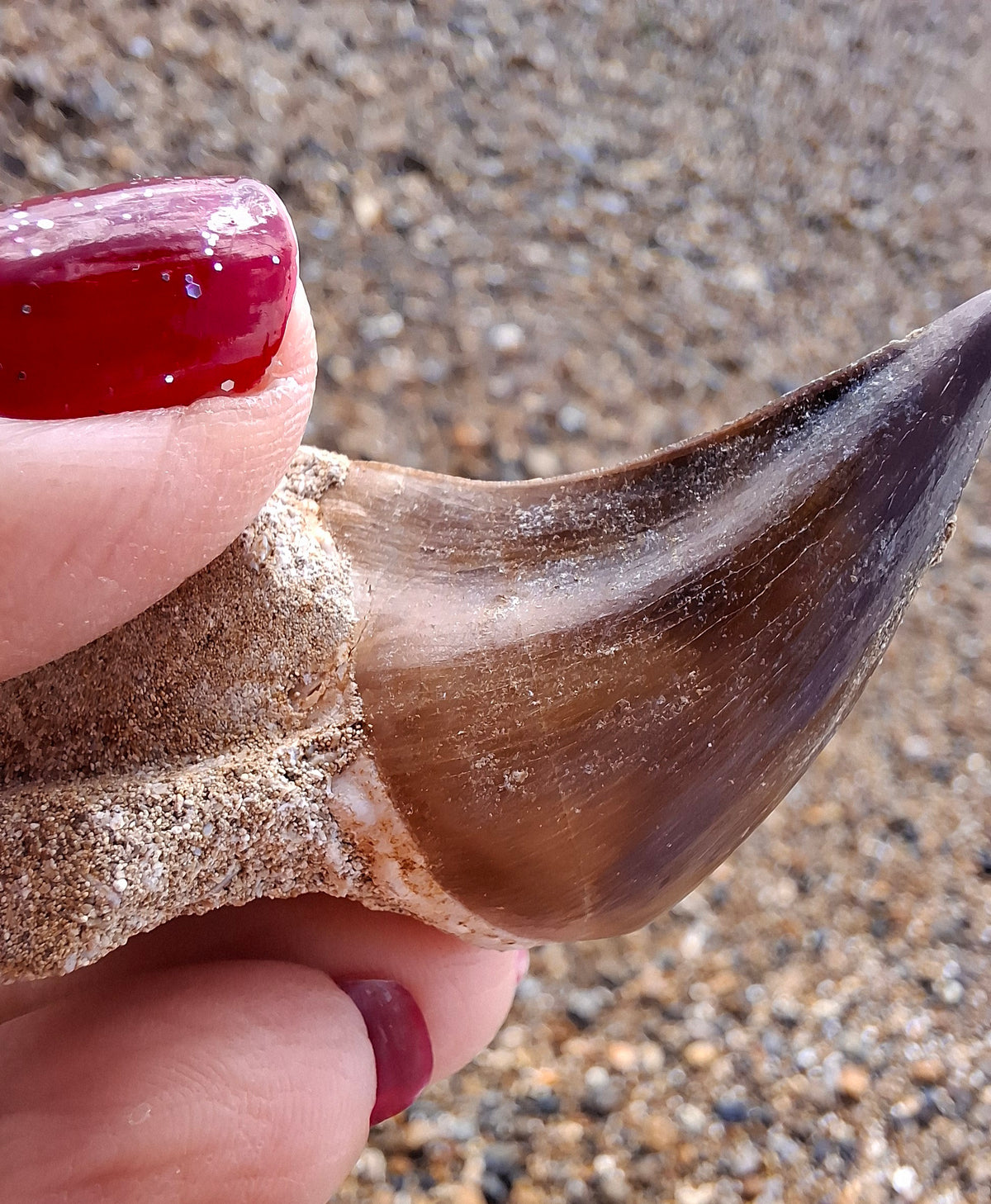 Mosasaurus Tooth with matrix, Fossil, (Ref: MTM1)
