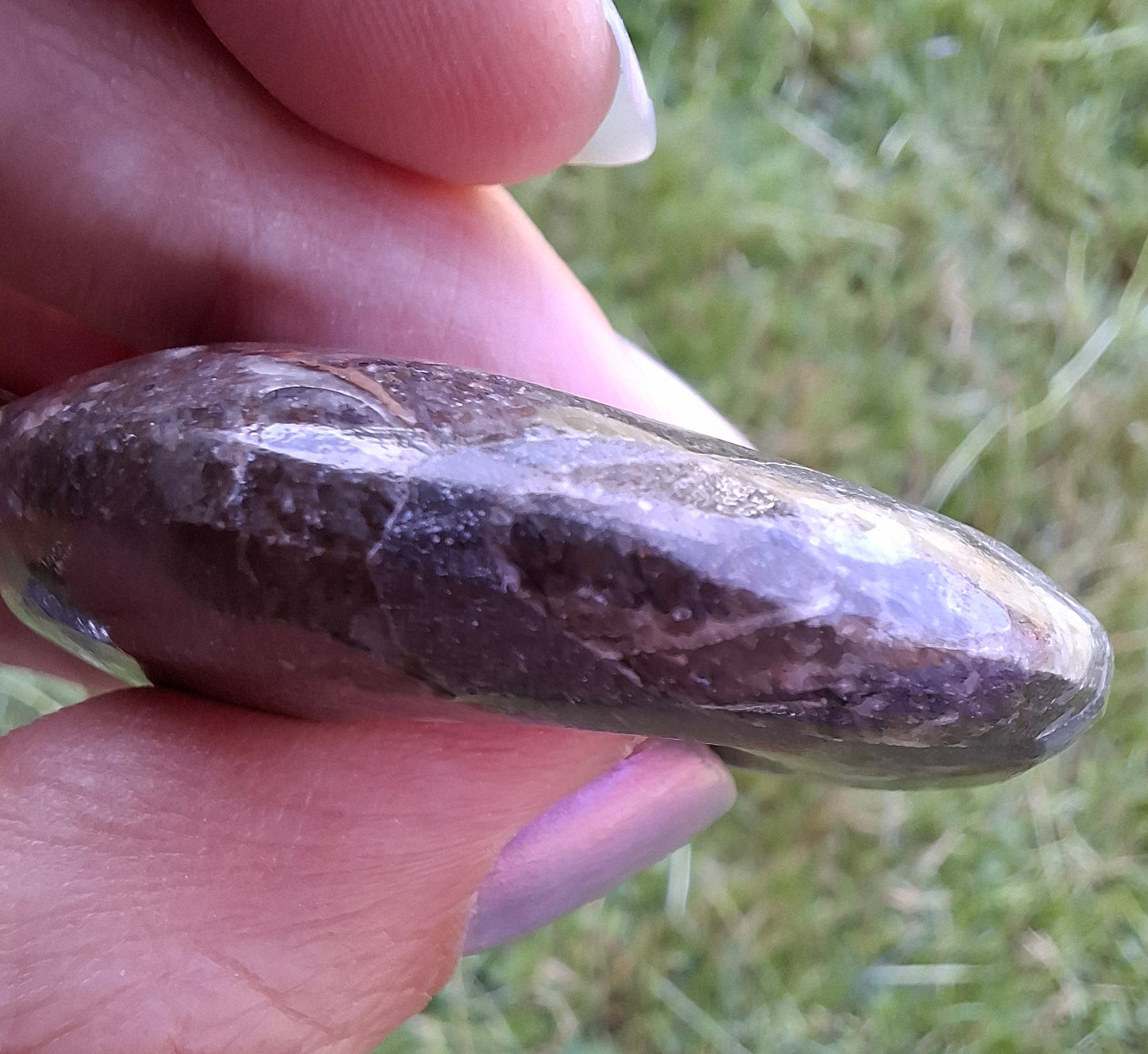 Goniatite, Fossil (Ref: GA1)