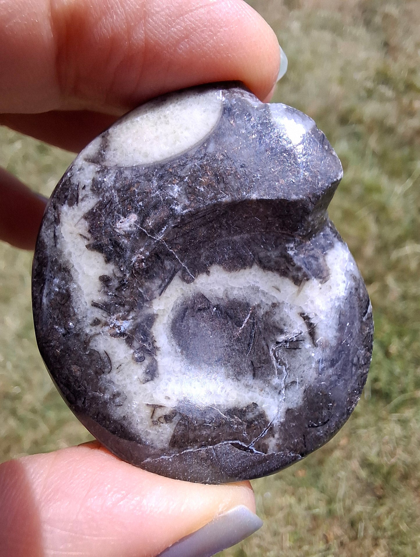Goniatite, Fossil (Ref: GA6)