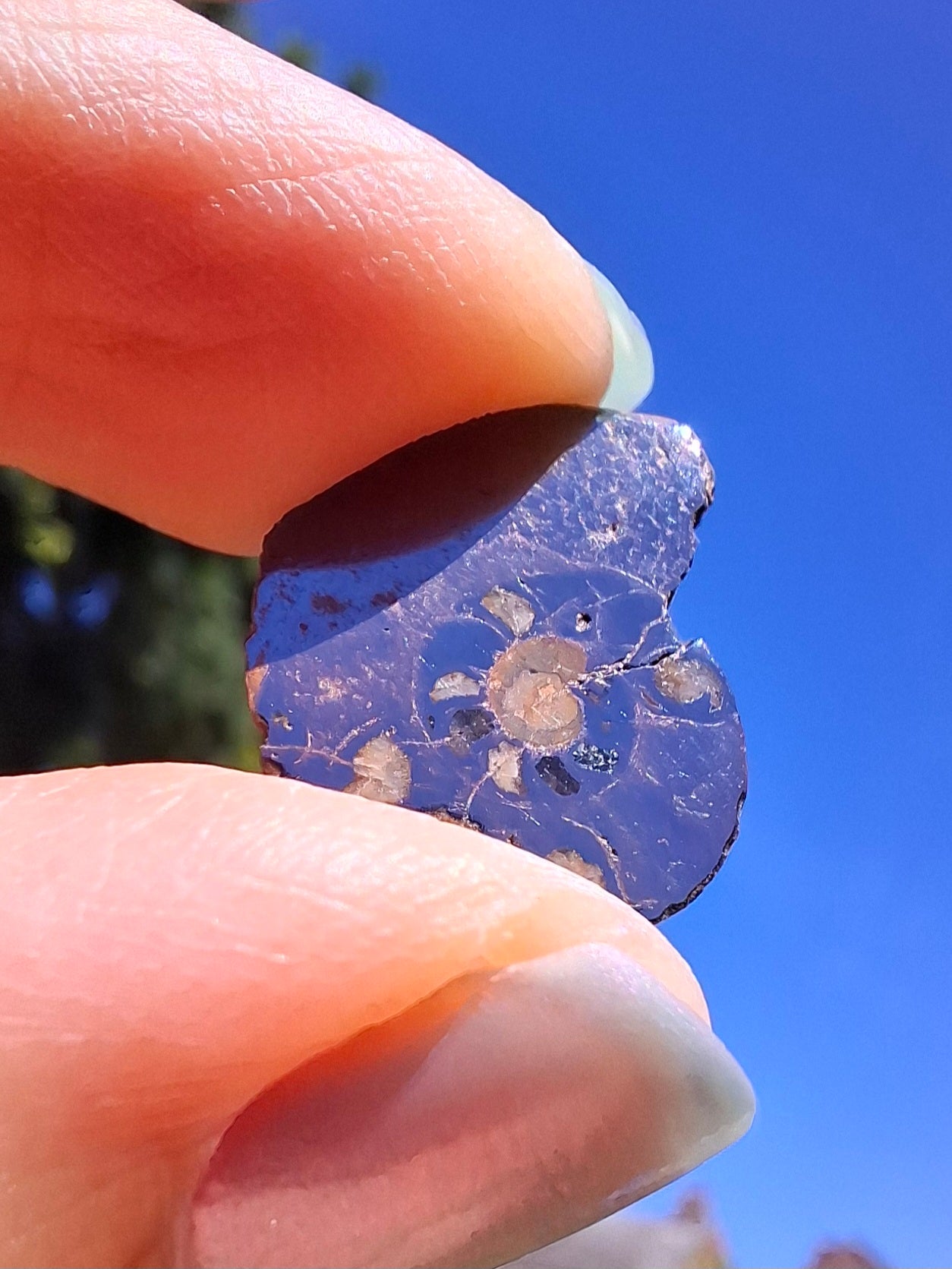 Small Haematite Ammonite HALF, 1.41g, Fossil (Ref: MA6)
