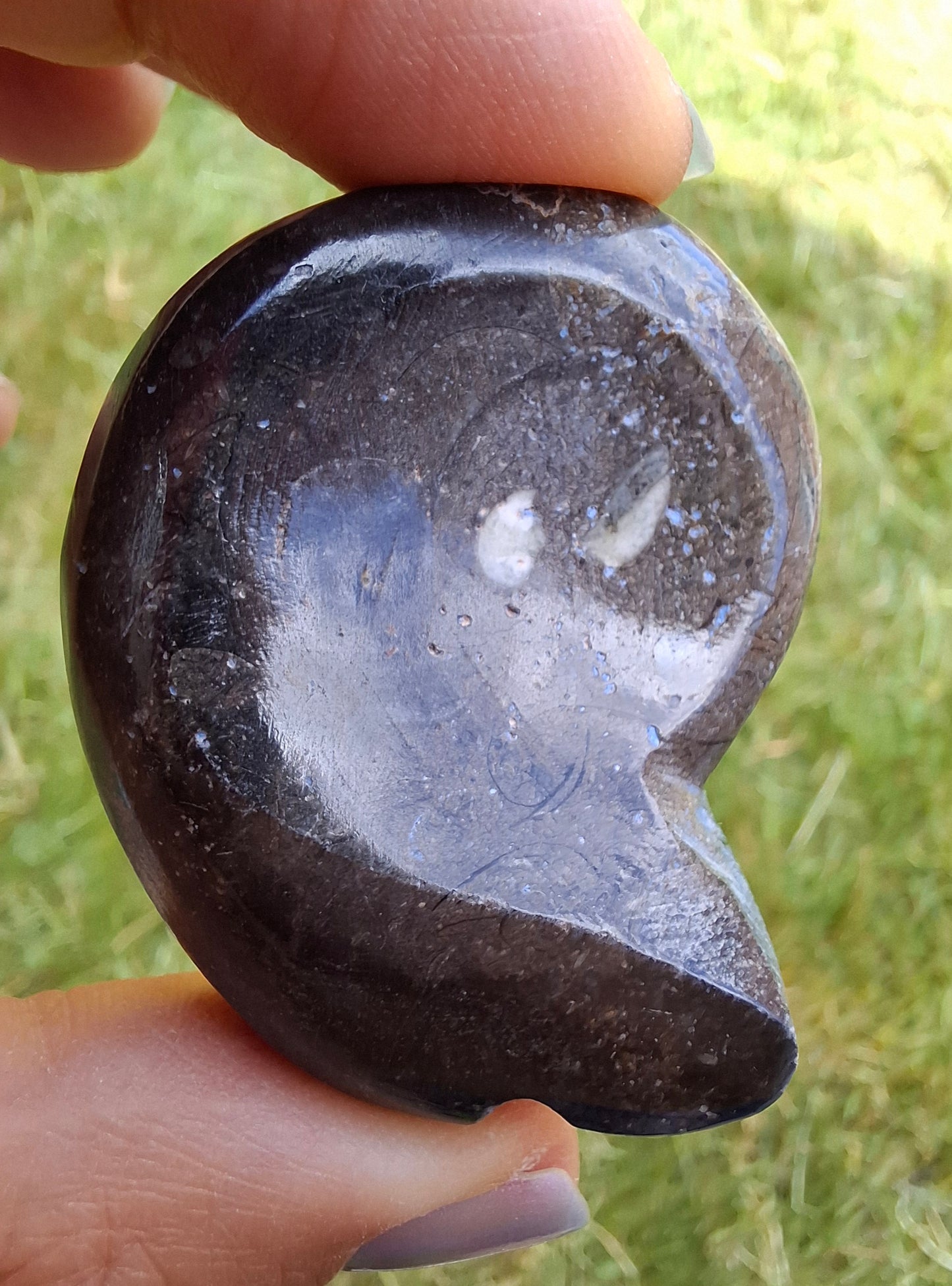 Goniatite, Fossil (Ref: GA8)