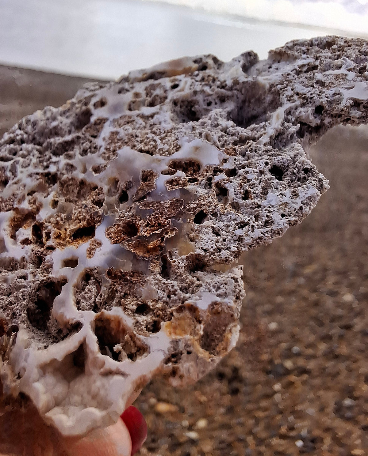 Fossilised Coral replaced by Chalcedony/Agate, Fossil (Ref: FCA2)