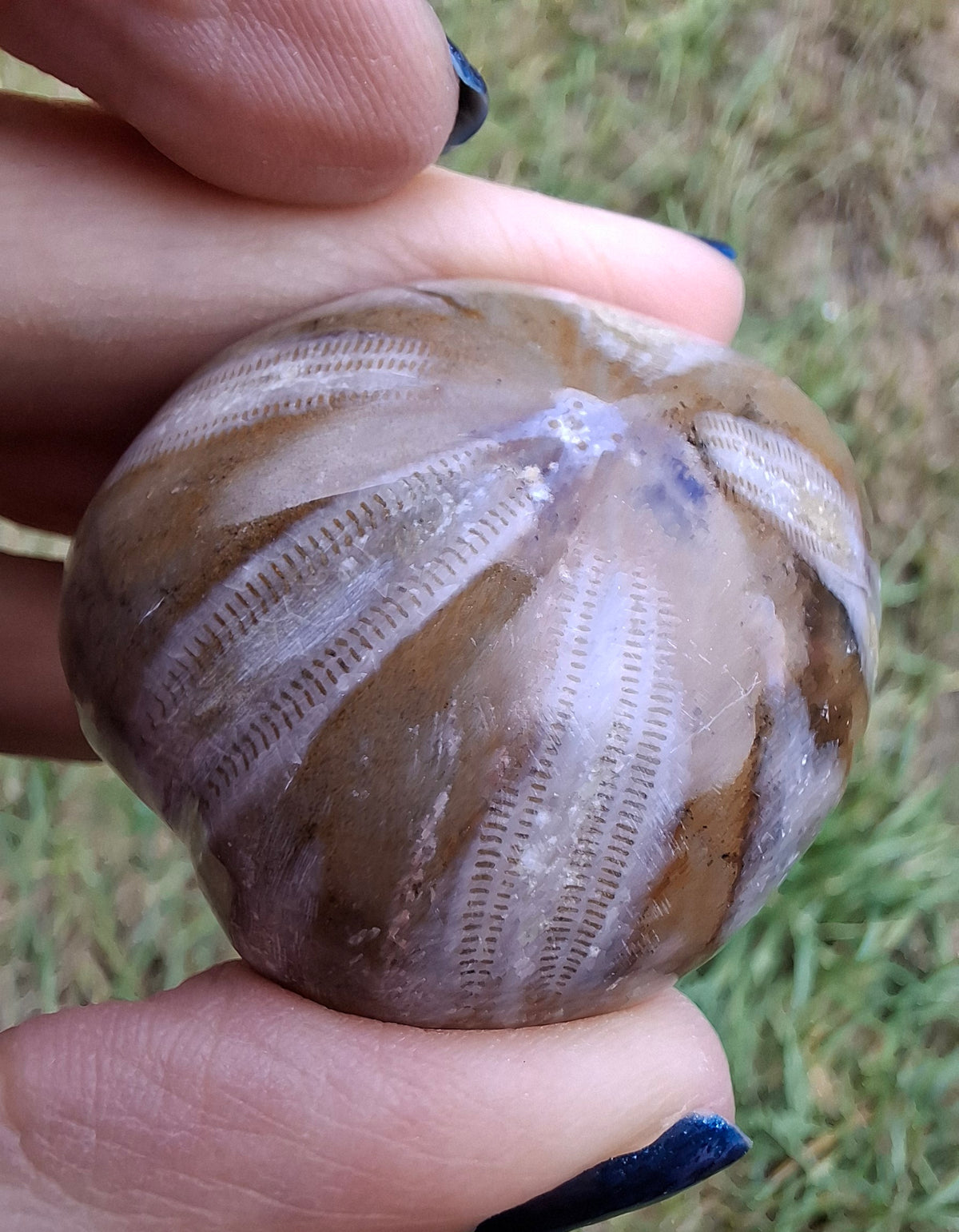 Polished Sea Urchin, Fossil (Ref: SU2)