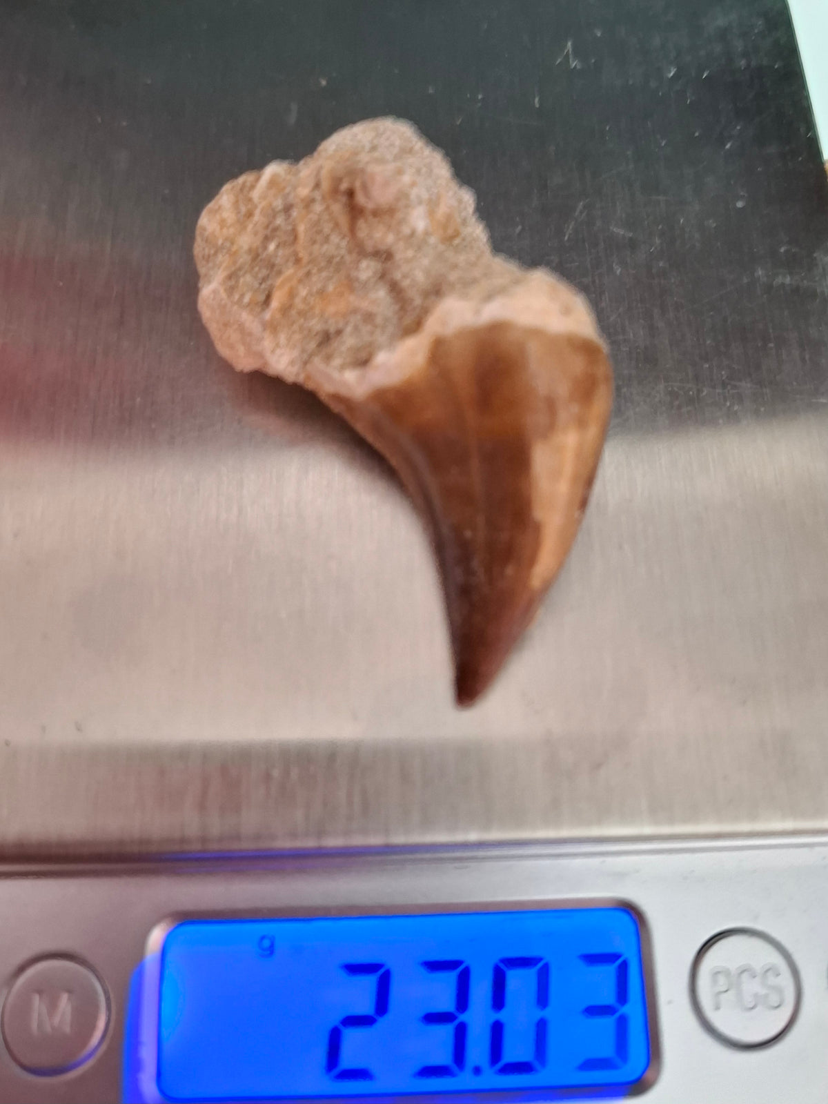 Mosasaurus Tooth with matrix, Fossil, (Ref: MTM1)