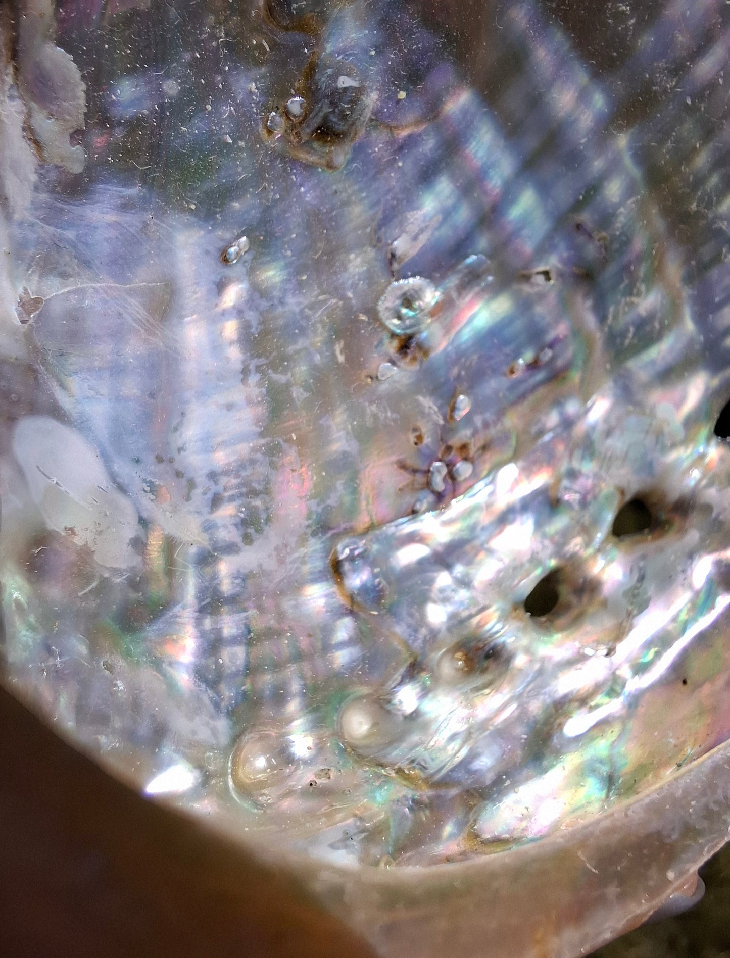 Abalone Shell, (Ref: SH1)