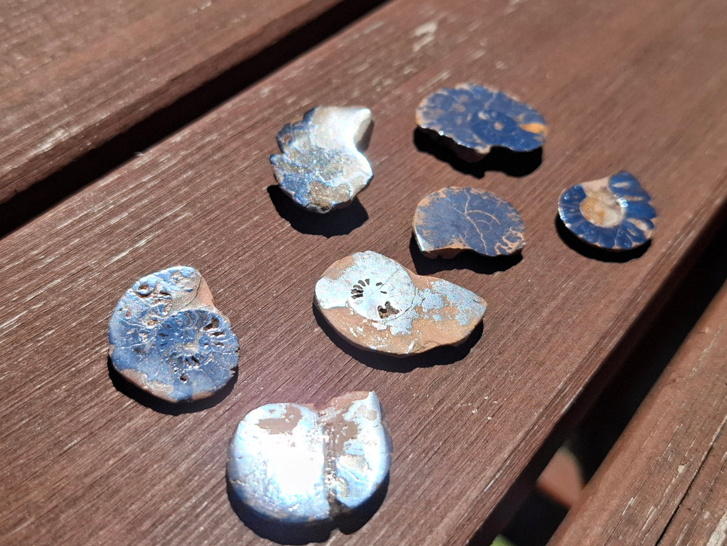 Small Haematite Ammonite Halves BUNDLE, (7 pcs), Fossil (Ref: MA13)