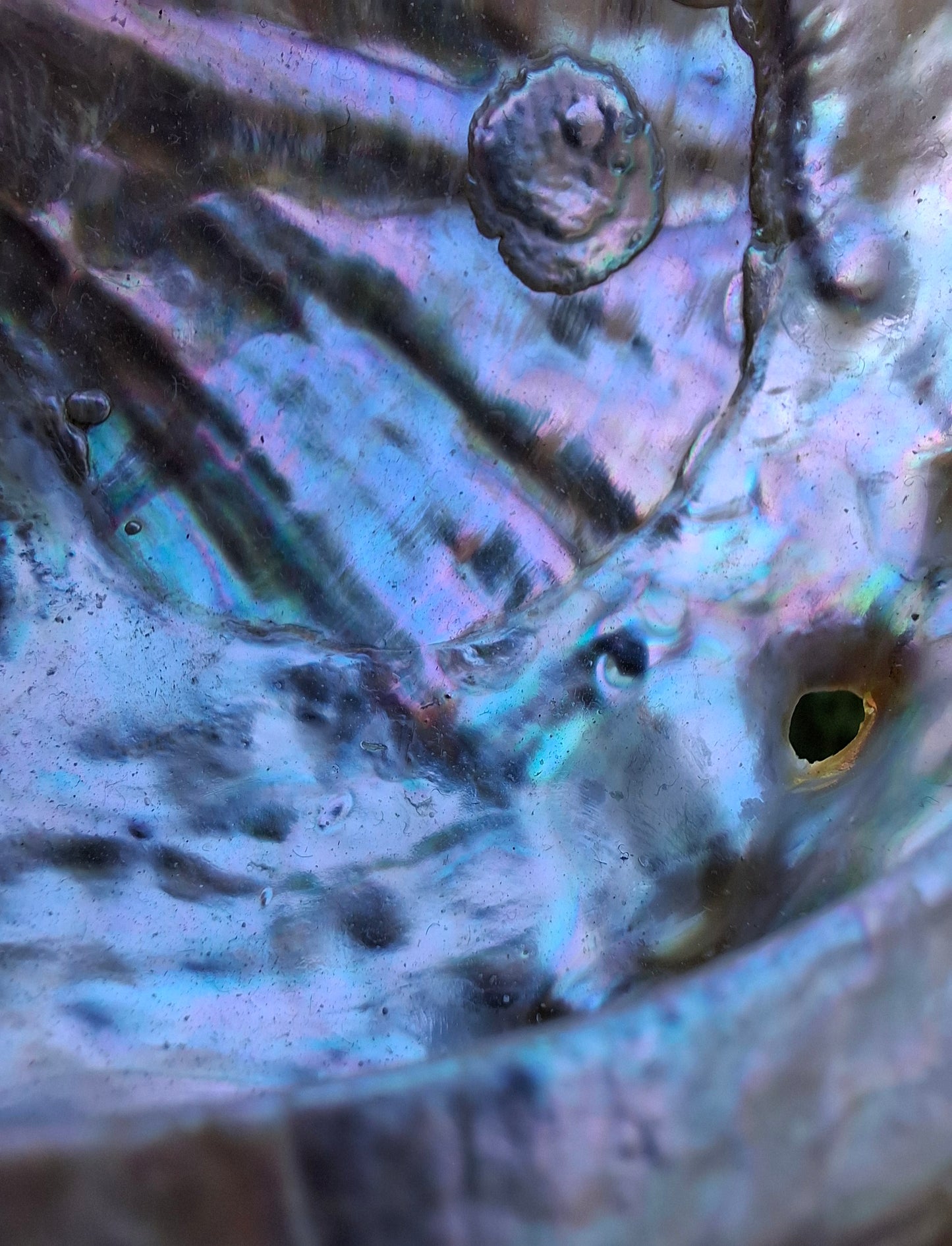 Abalone Shell, (Ref: SH2)