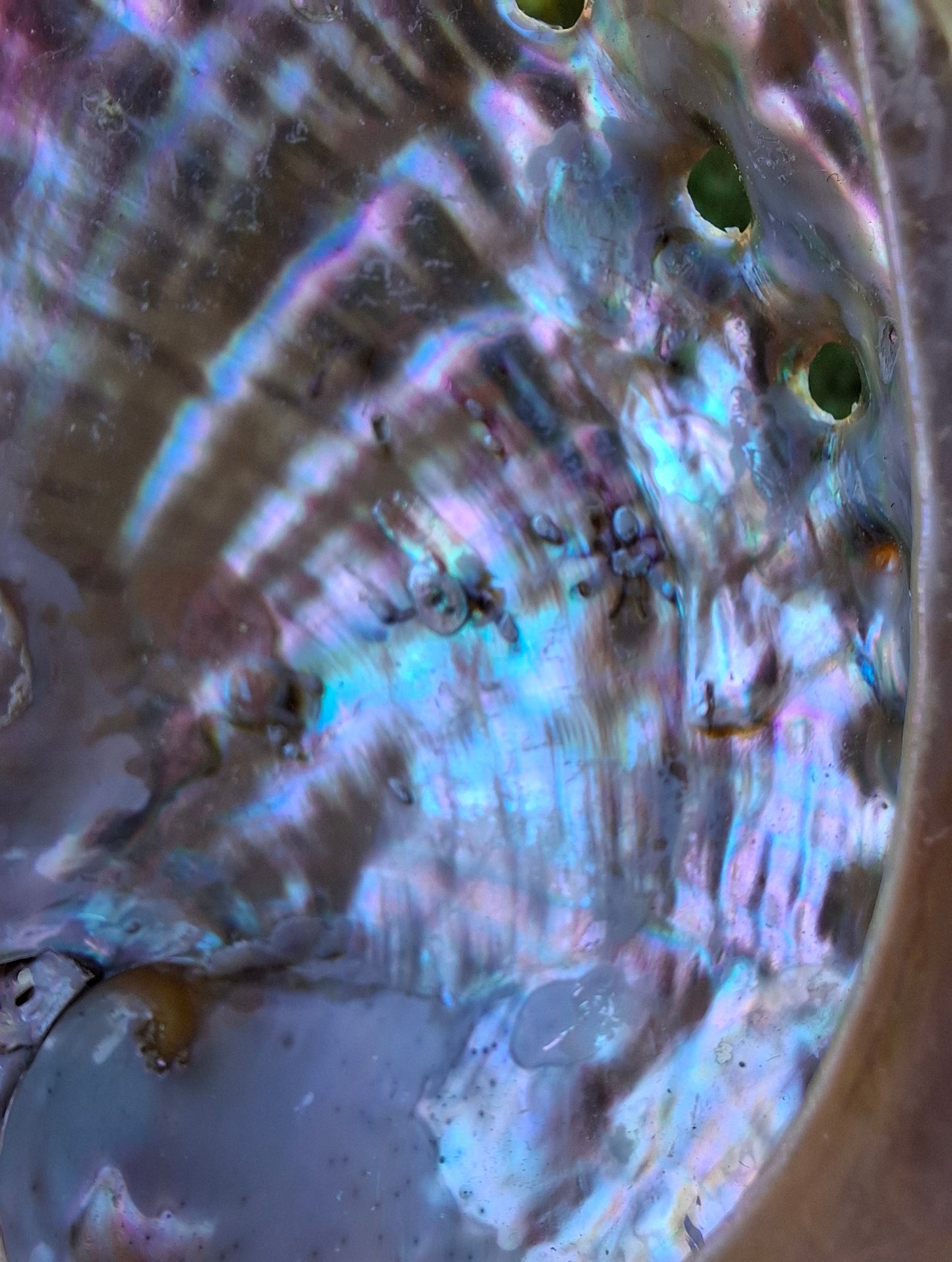 Abalone Shell, (Ref: SH1)