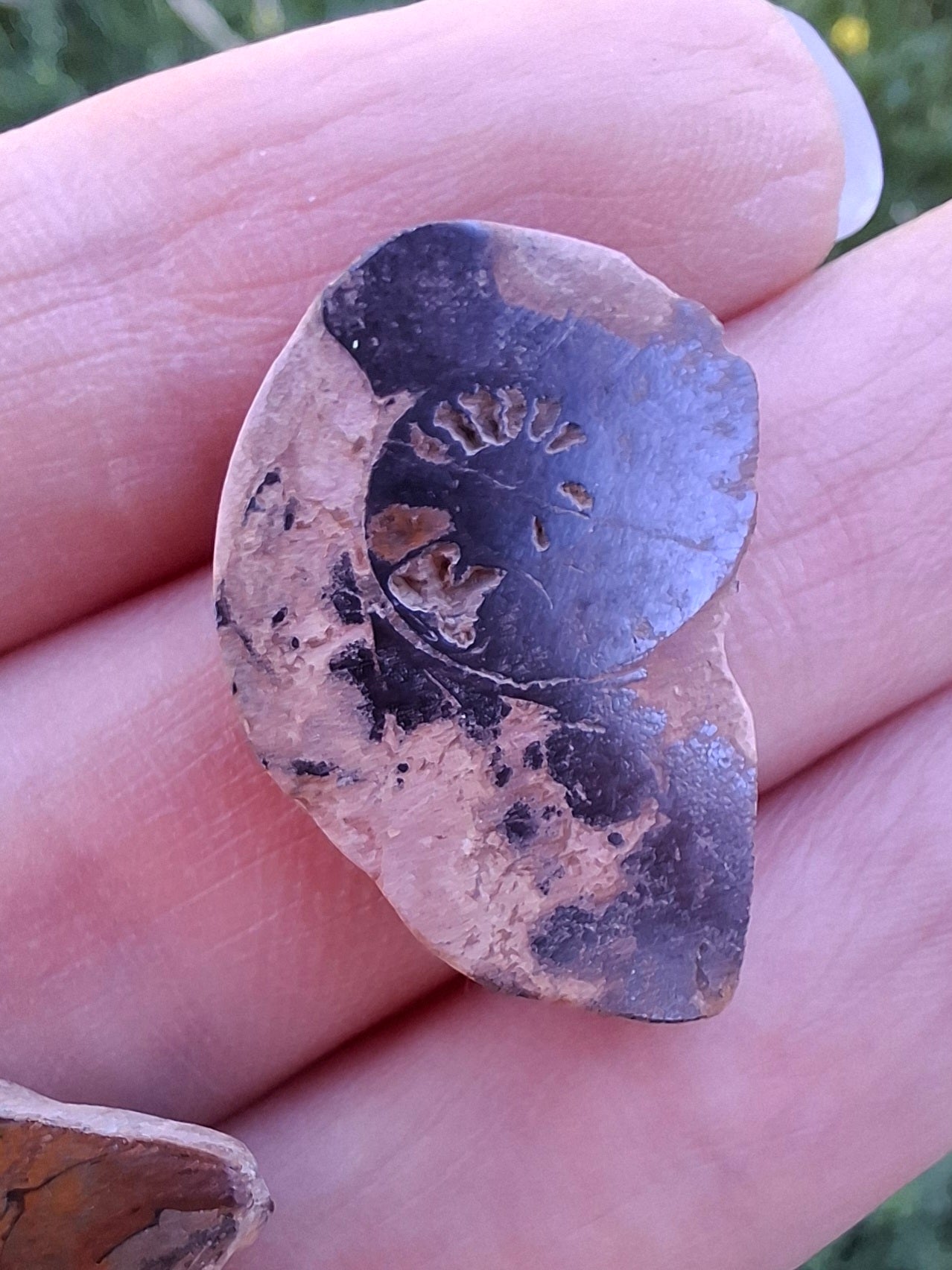 Small Haematite Ammonite Halves BUNDLE, (7 pcs), Fossil (Ref: MA13)
