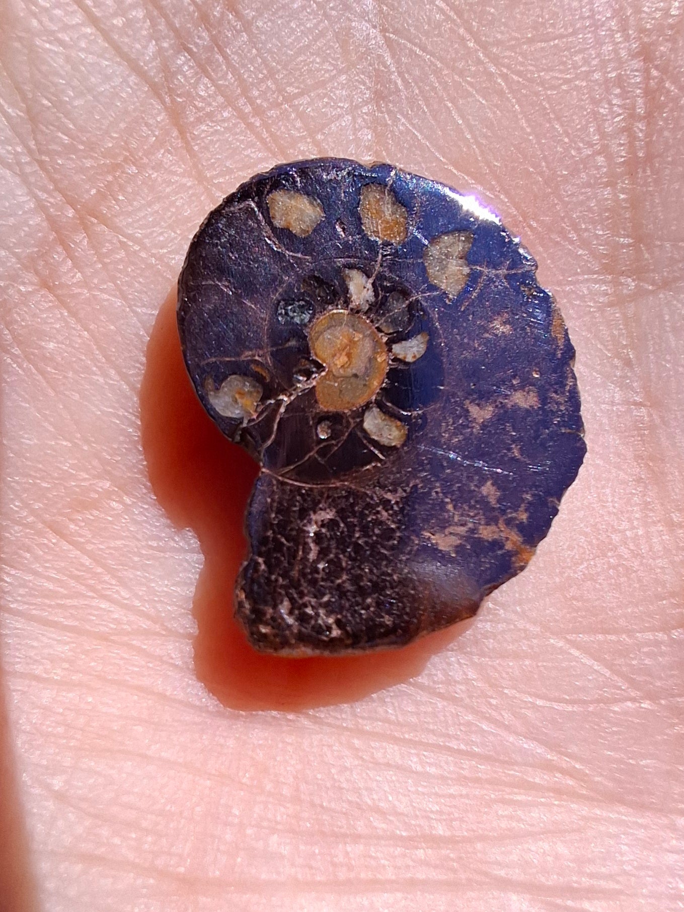 Small Haematite Ammonite HALF, 1.41g, Fossil (Ref: MA6)