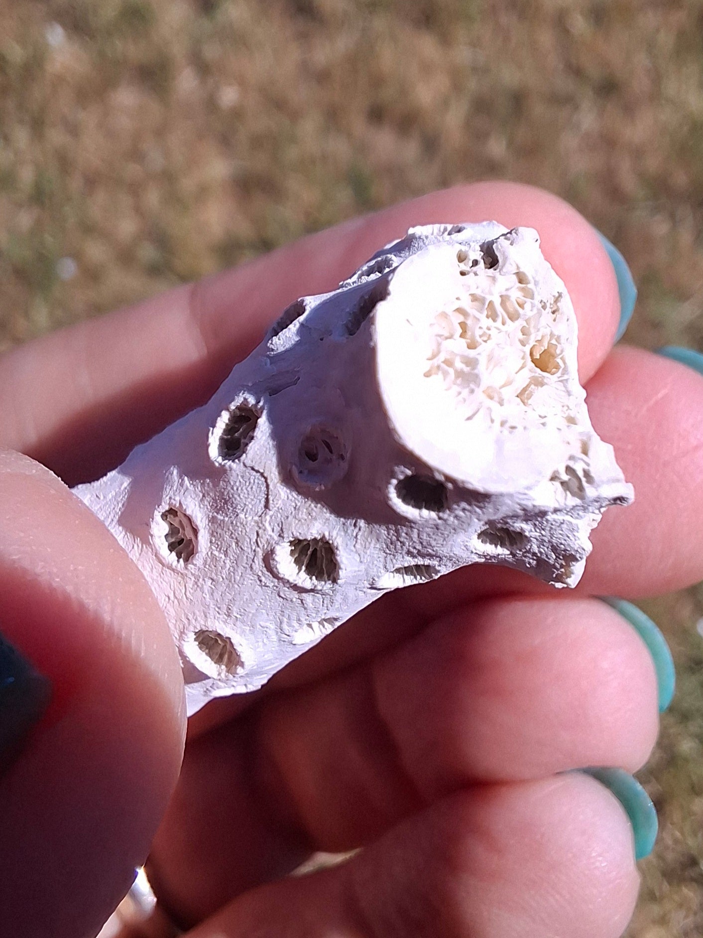 Fossil Coral, (Ref: FC1)
