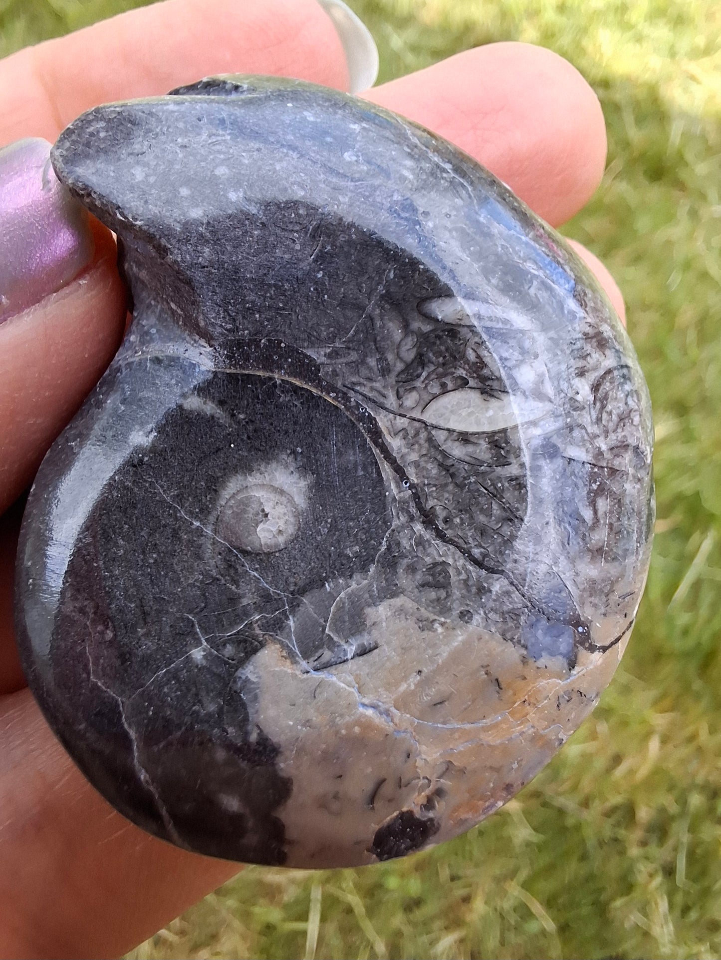 Goniatite, Fossil (Ref: GA9)