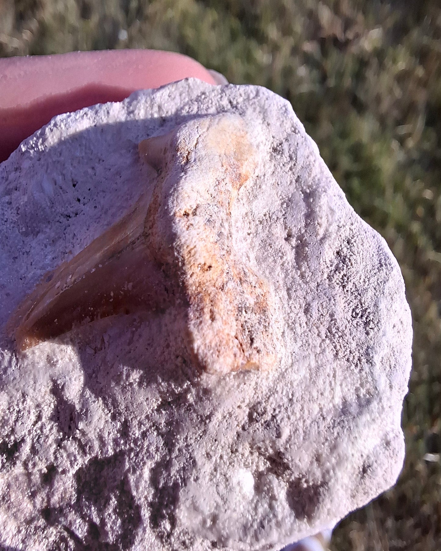 Otodus Shark Tooth, Fossil (Ref: OT4)