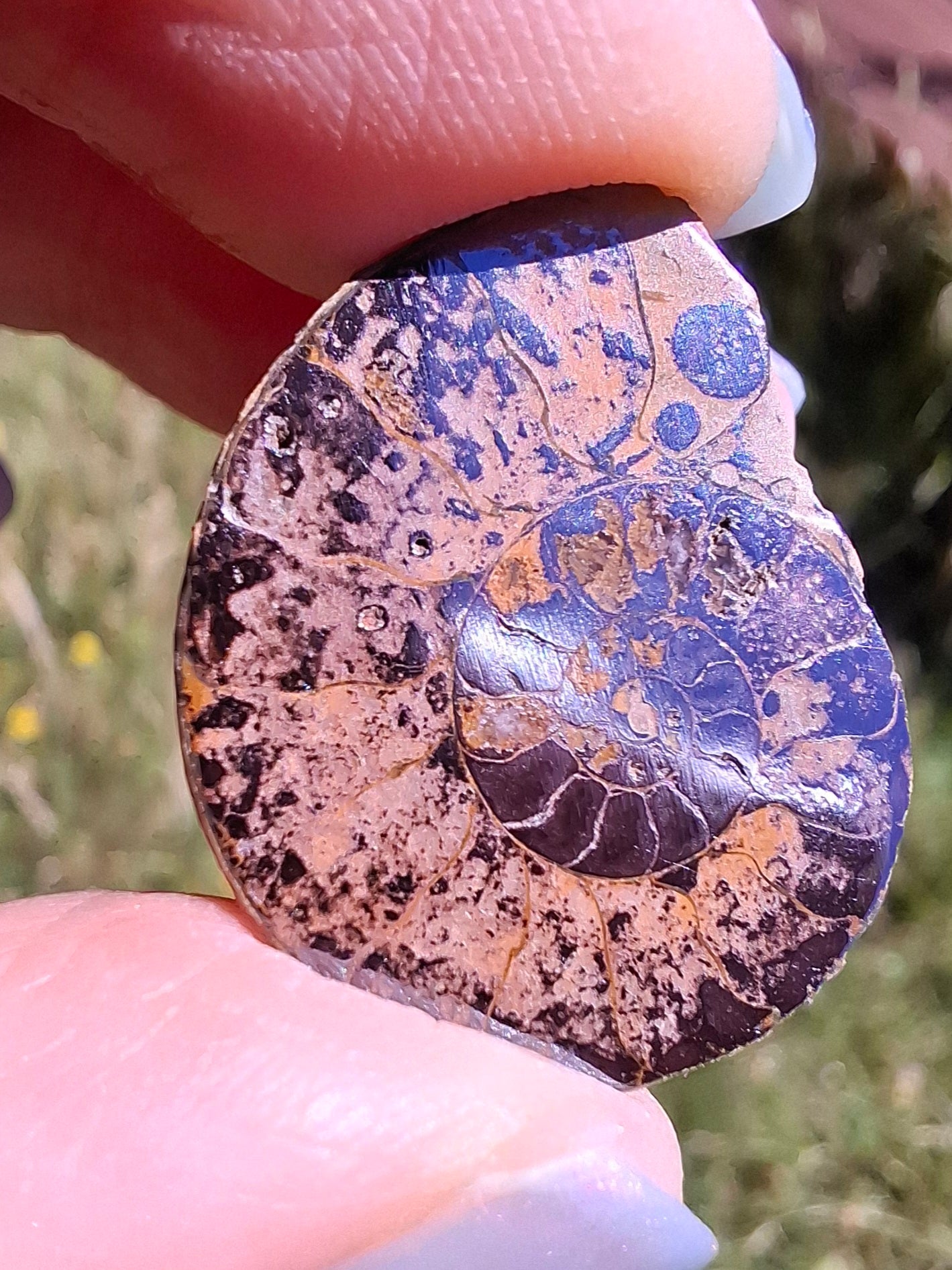 Small Haematite Ammonite HALF, 1.78g, Fossil (Ref: MA4)