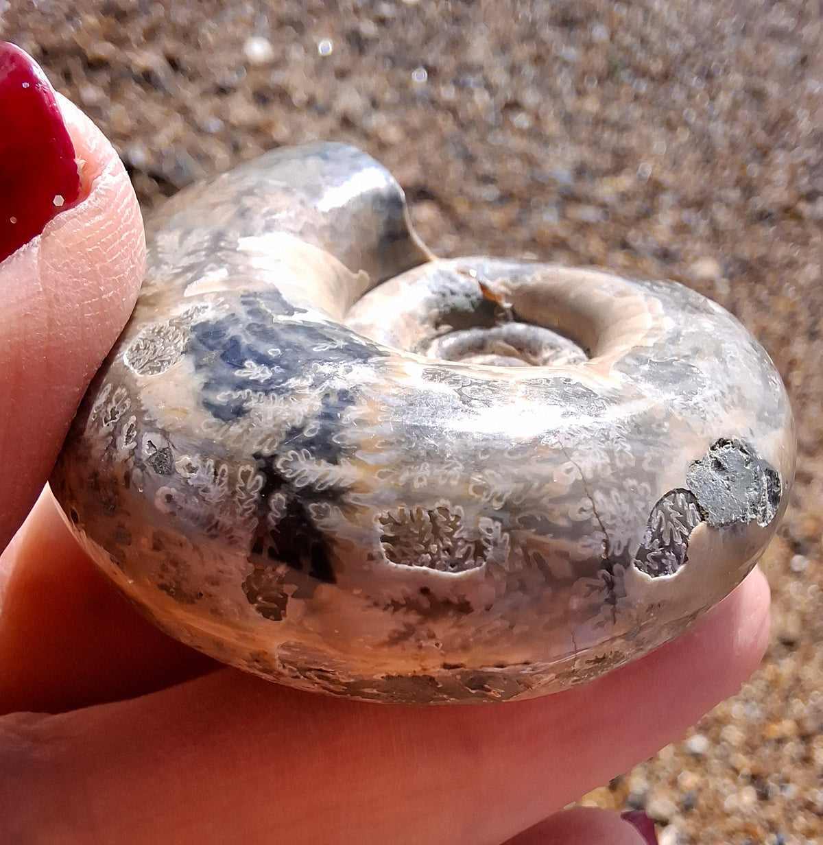 Polished Ammonite, Fossil (Ref: AMM1)