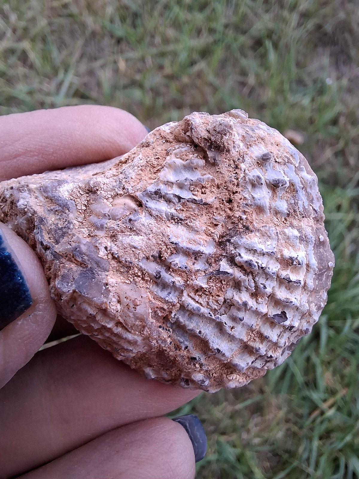Chalcedony Oyster, Fossil (Ref: FO8)