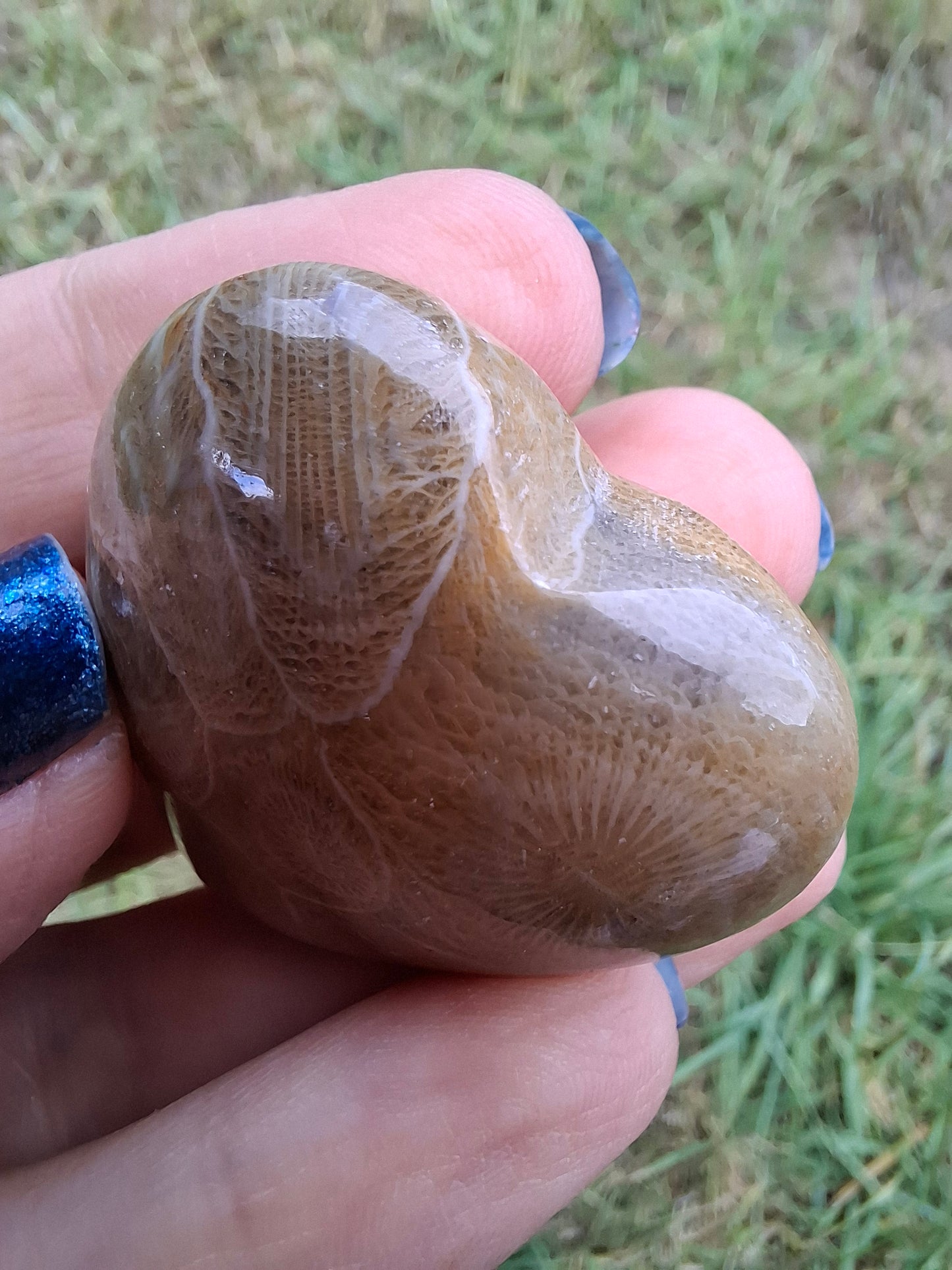Fossil Coral Heart, (Ref: CoH2)