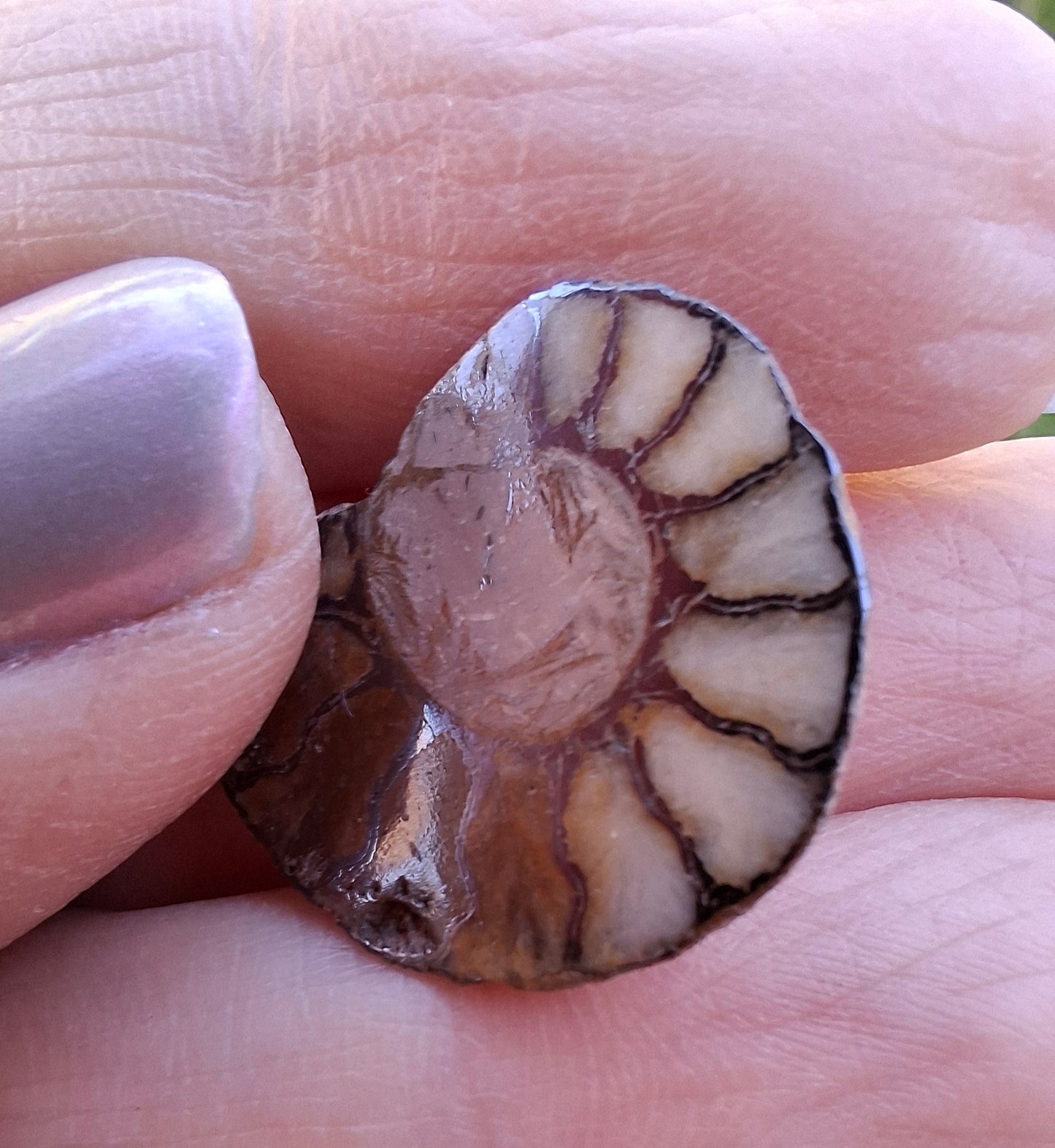 Small Haematite Ammonite HALF, 1.66g, Fossil (Ref: MA2)
