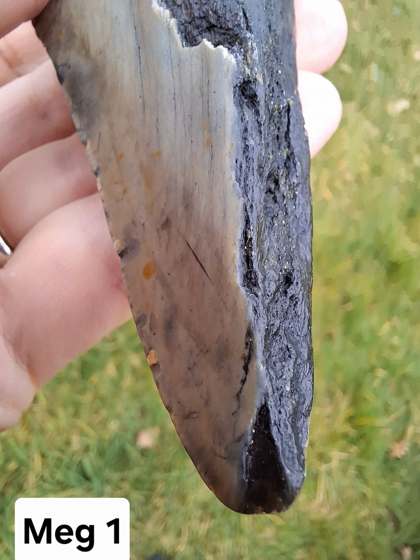 Megalodon (partial) Shark Tooth, 109.68g, Fossil (Ref: Meg1)