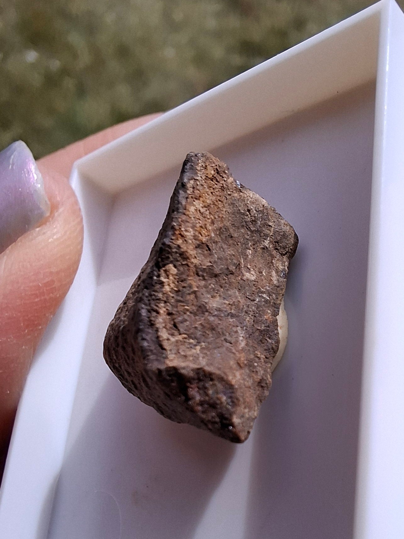 Chondrite, Meteorite (Ref: CM8)