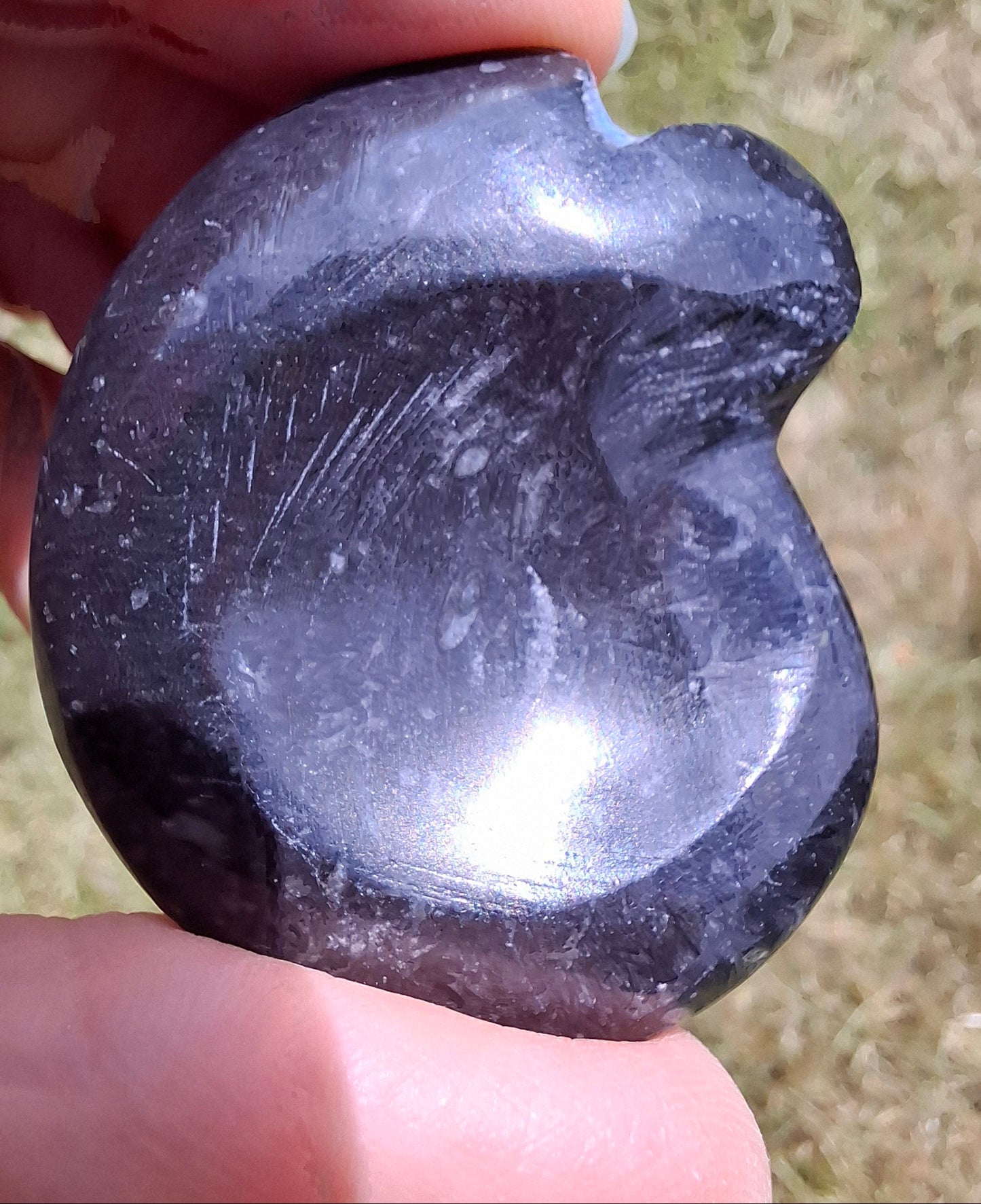 Goniatite, Fossil (Ref: GA4)