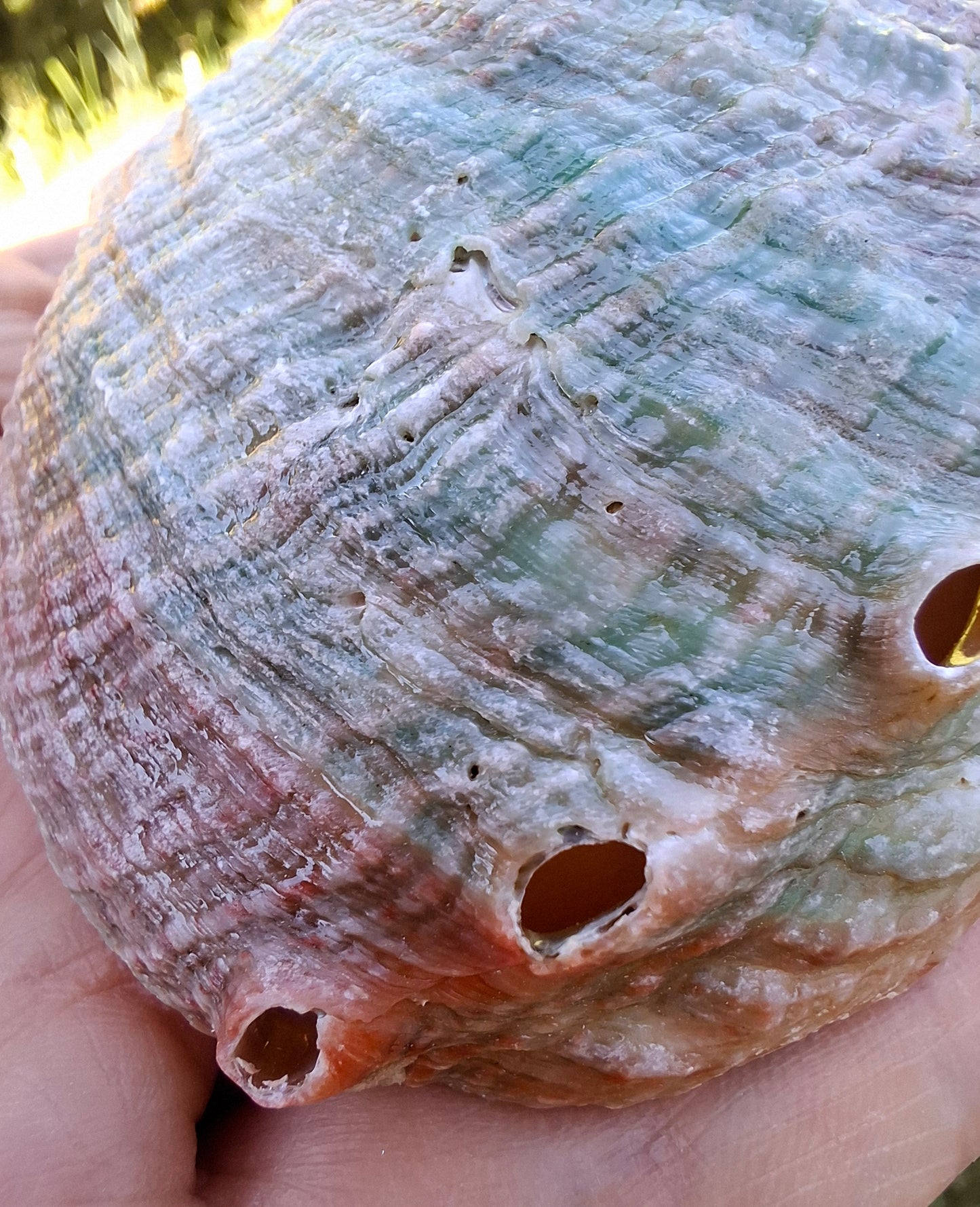 Abalone Shell, (Ref: SH2)