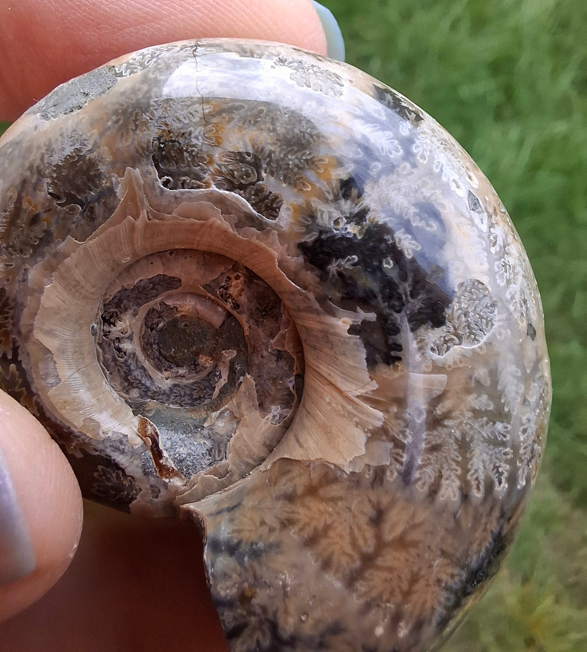 Polished Ammonite, Fossil (Ref: AMM1)