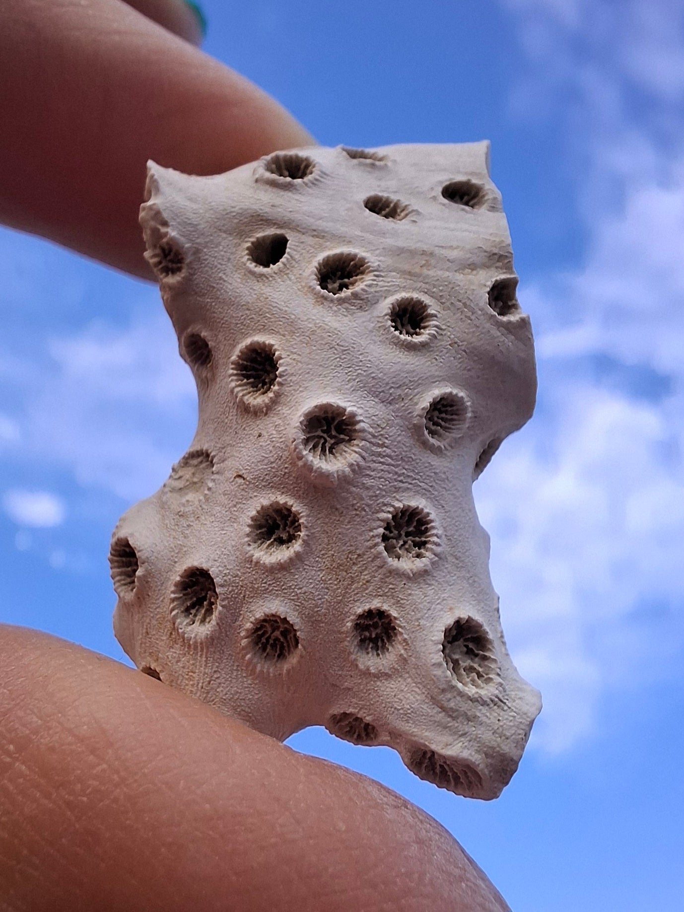 Fossil Coral, (Ref: FC4)