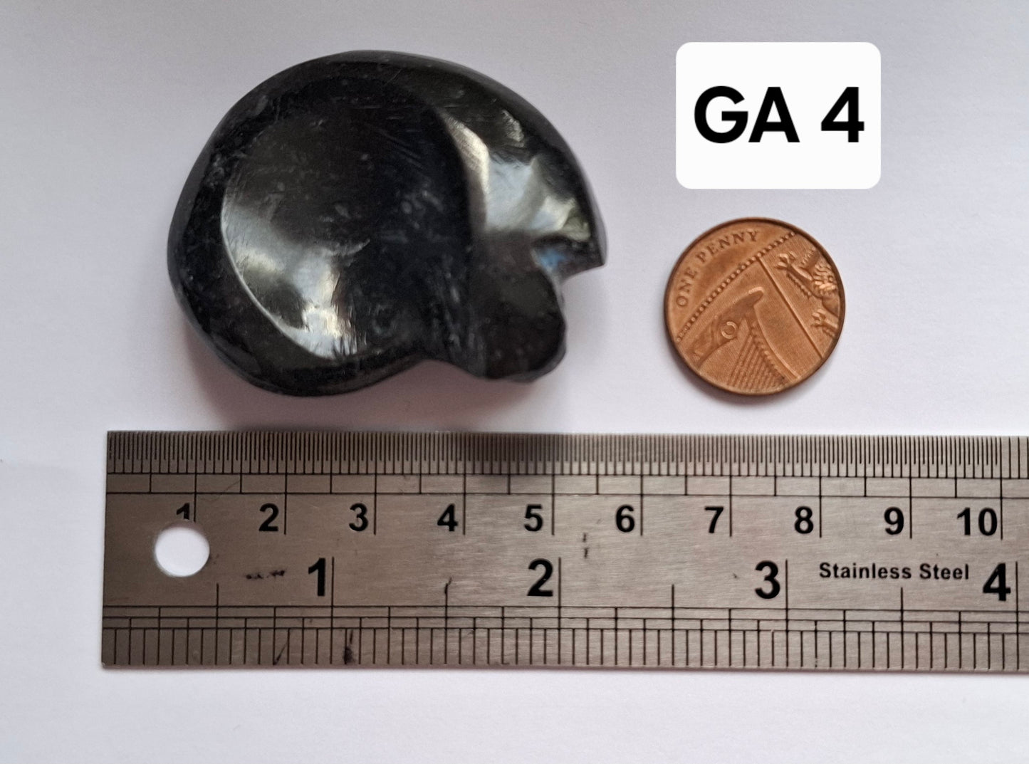 Goniatite, Fossil (Ref: GA4)