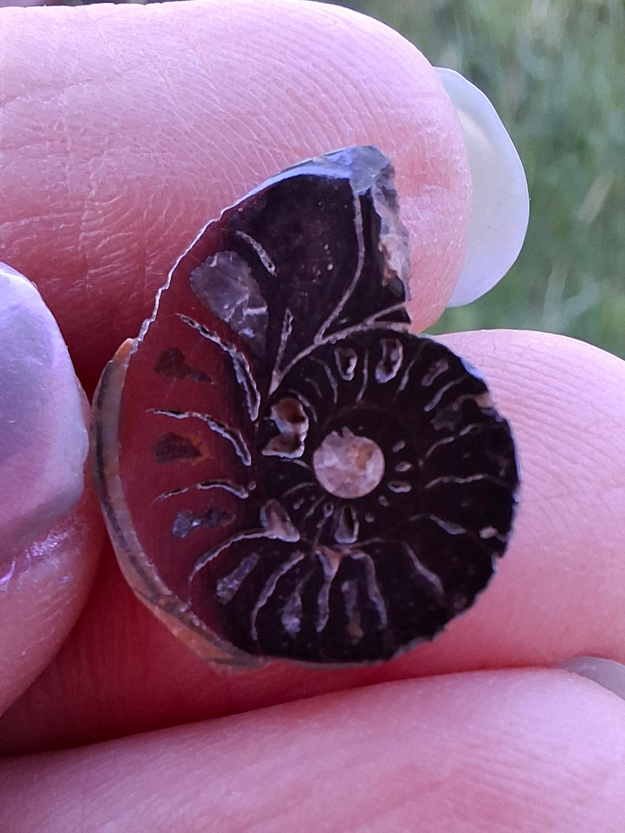 Small Haematite Ammonite HALF, 1.32g, Fossil (Ref: MA5)