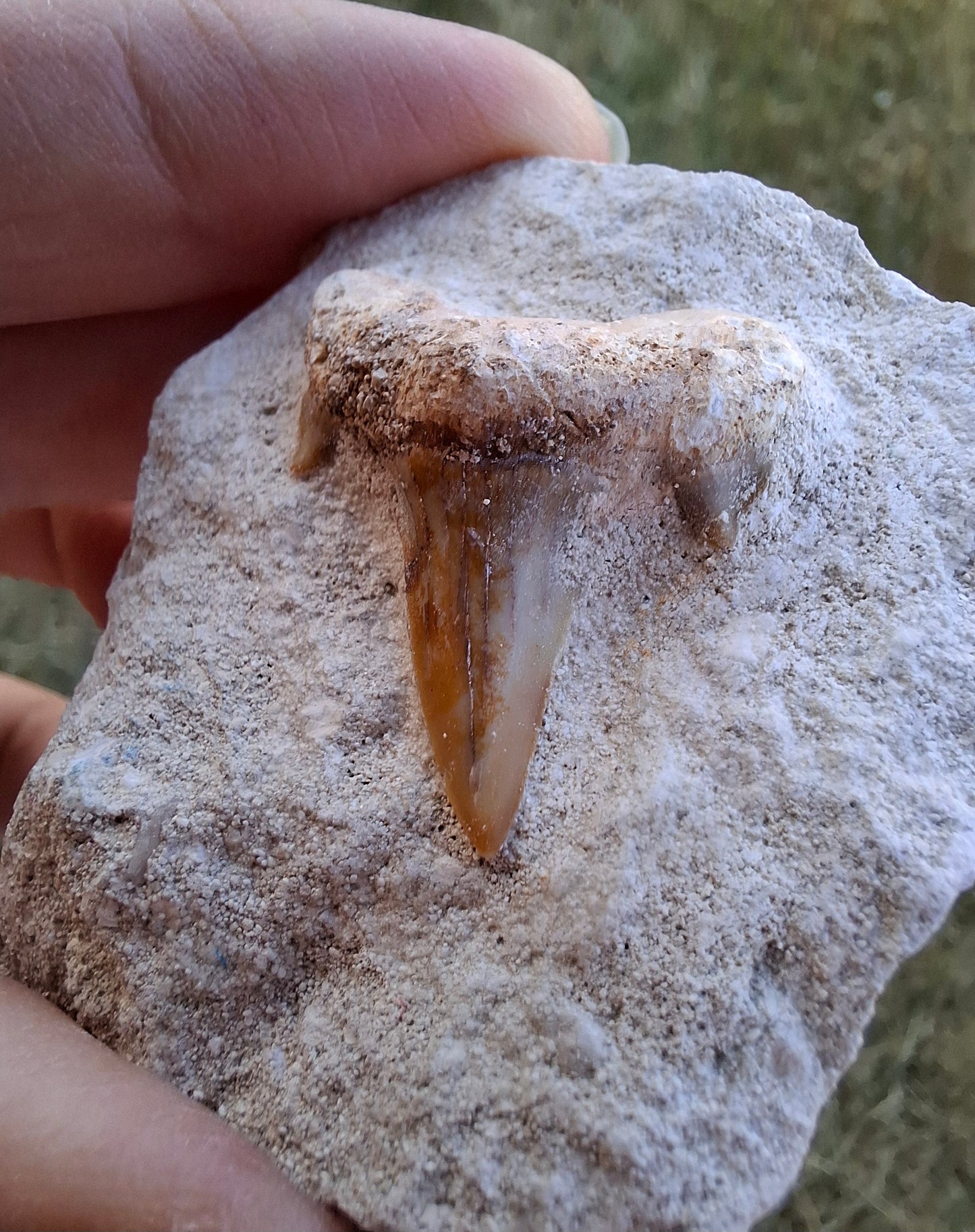 Otodus Shark Tooth in rock, Fossil (Ref: OT1)