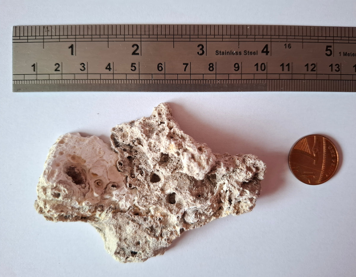Fossilised Coral replaced by Chalcedony/Agate, Fossil (Ref: FCA1)
