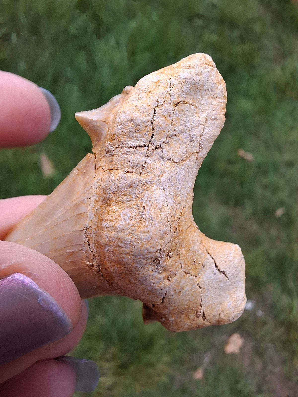 Otodus Shark Tooth, Fossil (Ref: OT6)