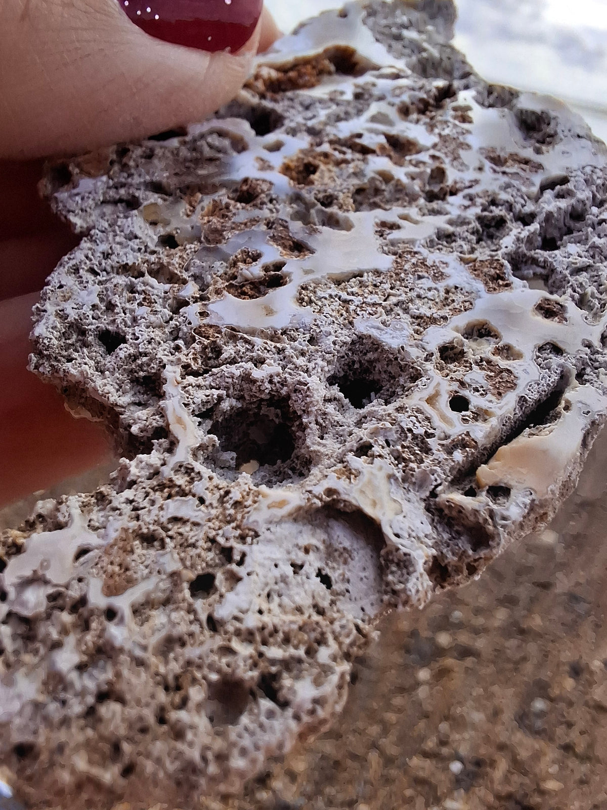 Fossilised Coral replaced by Chalcedony/Agate, Fossil (Ref: FCA2)