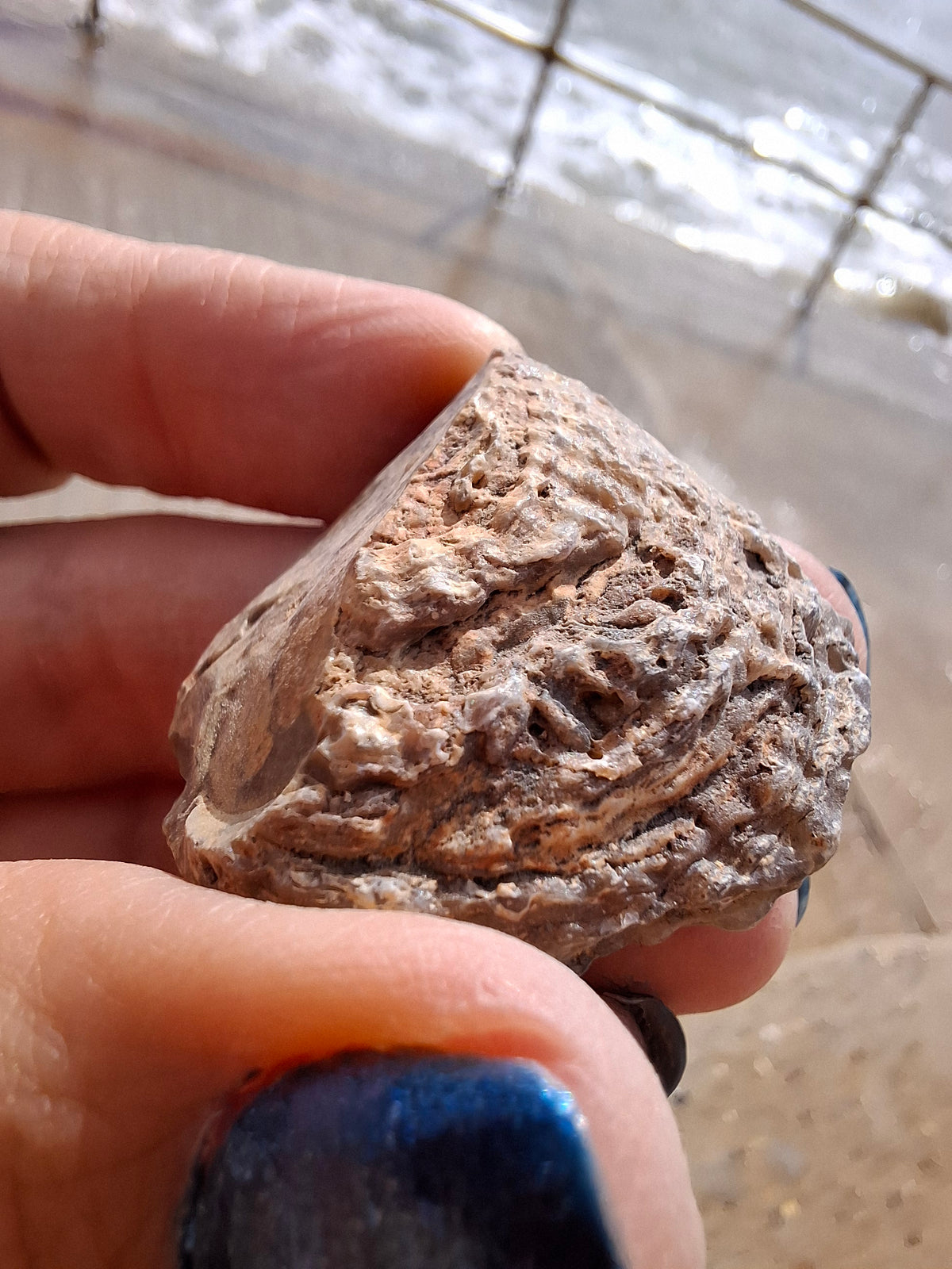 Chalcedony Oyster, Fossil (Ref: FO7)