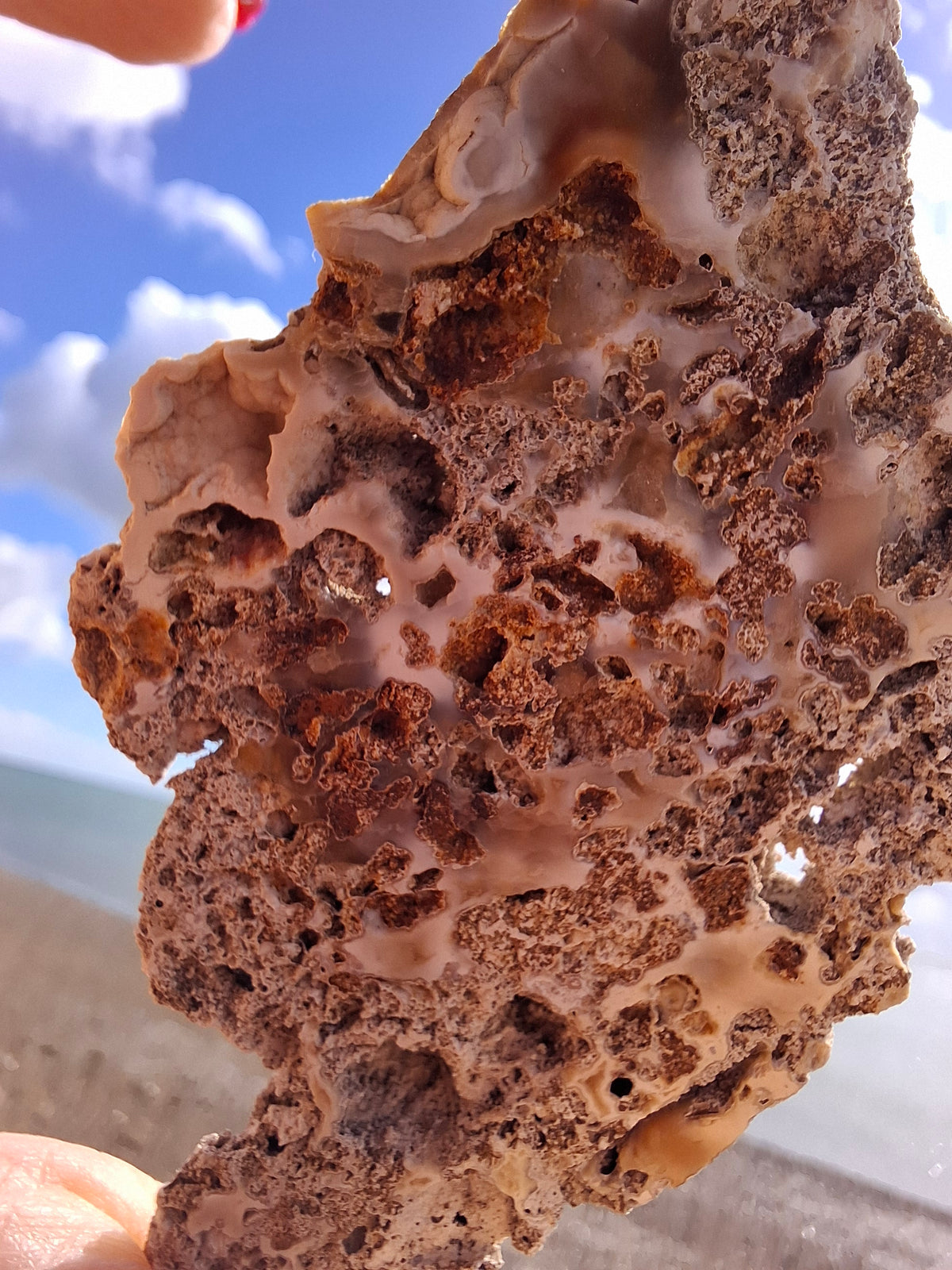 Fossilised Coral replaced by Chalcedony/Agate, Fossil (Ref: FCA2)