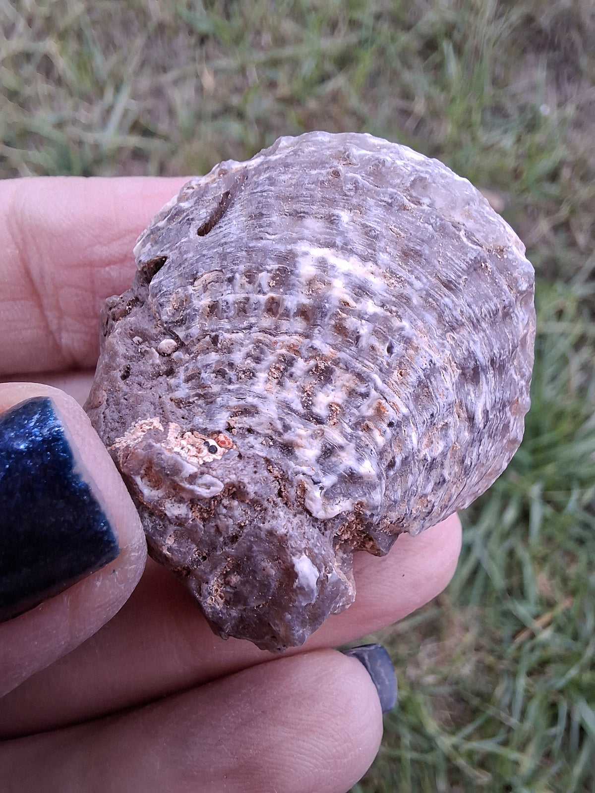 Chalcedony Oyster, Fossil (Ref: FO10)