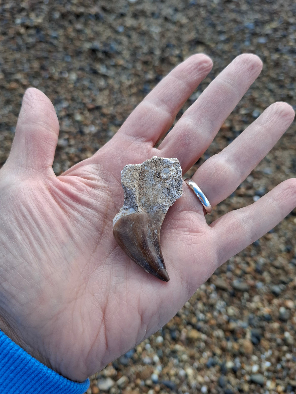 Mosasaurus Tooth with matrix, Fossil, (Ref: MTM1)